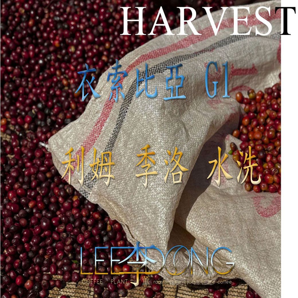衣索比亞 利姆 季洛 G1 水洗 鮮烘 德國PROBAT 🏆冠軍烘豆師李董咖啡🏆
