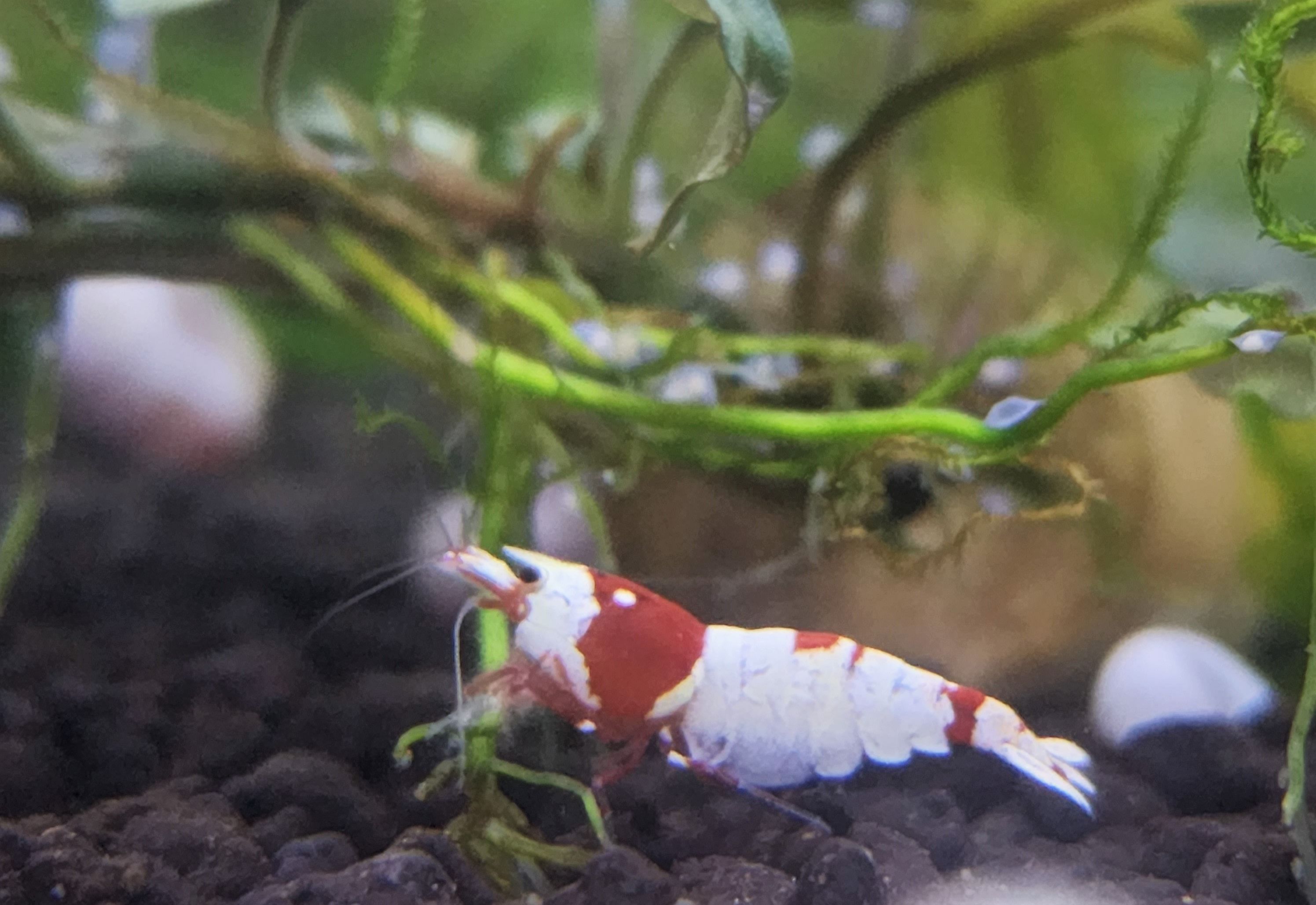 基礎水晶蝦擬真模型專區（點圖片看說明）