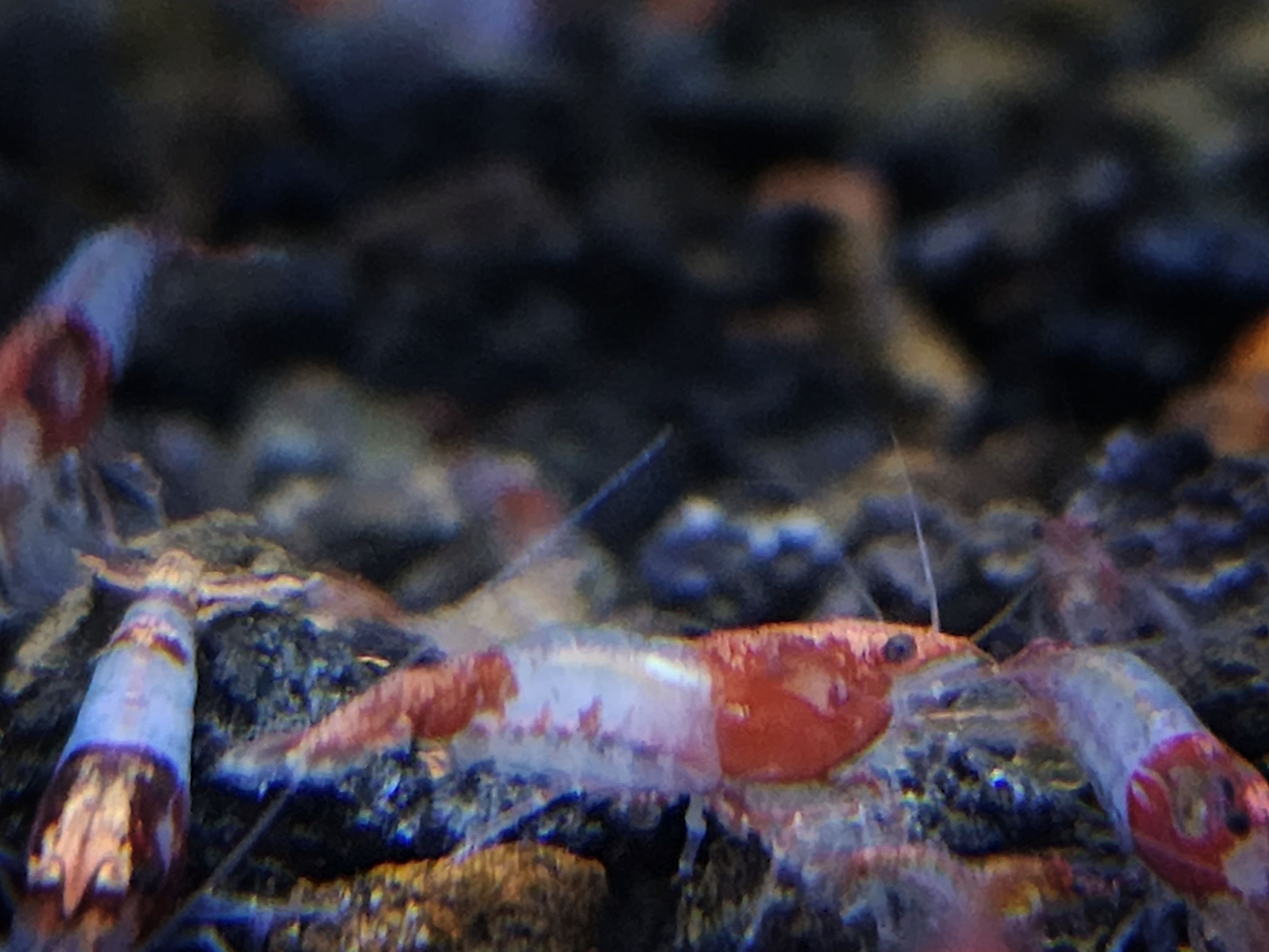 琉璃米蝦擬真模型區（點圖片看說明）