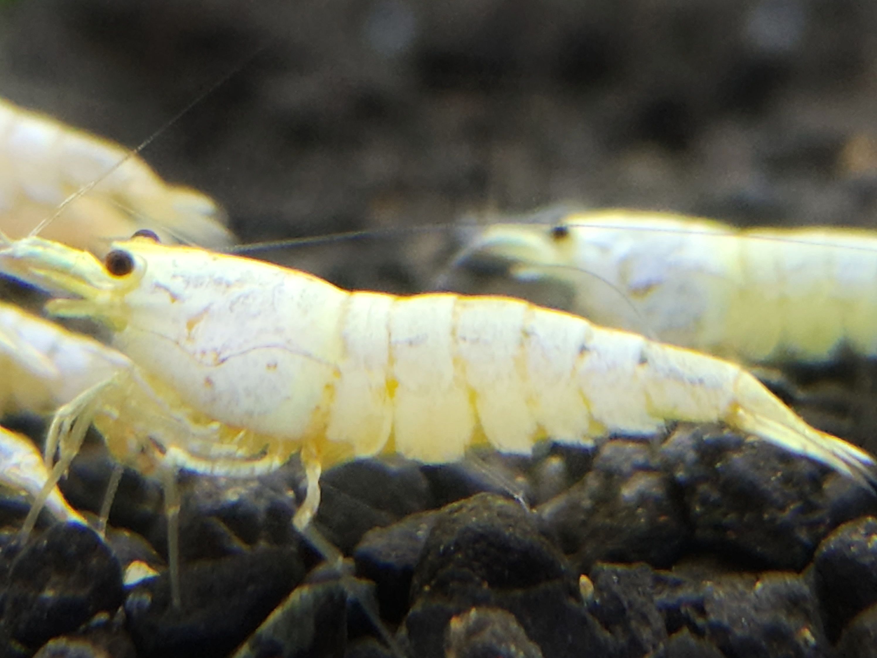 白雪公主 白色水晶蝦擬真模型（點圖片看說明）