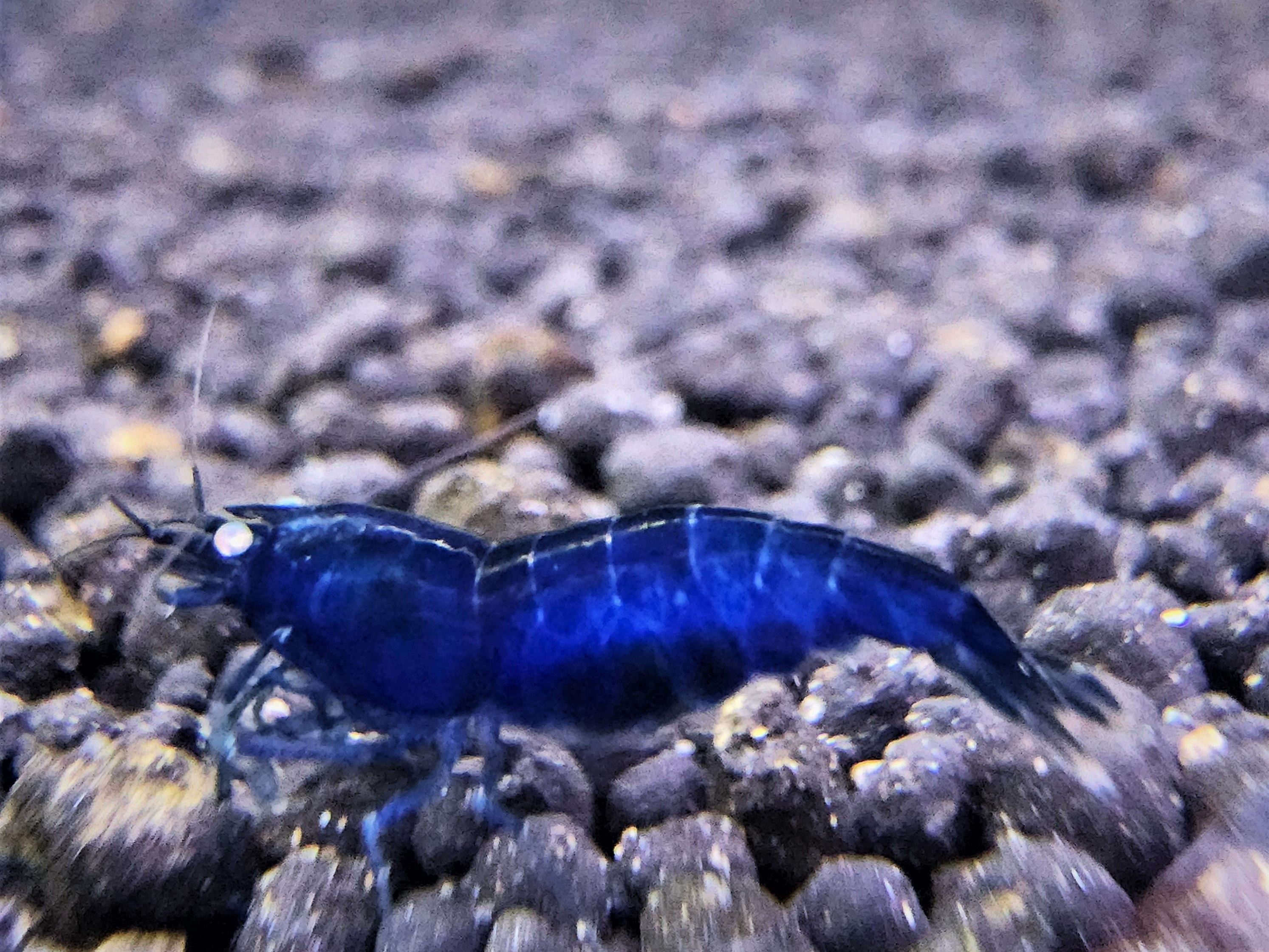 金眼藍鑽水晶蝦擬真模型專區（點圖片看說明）