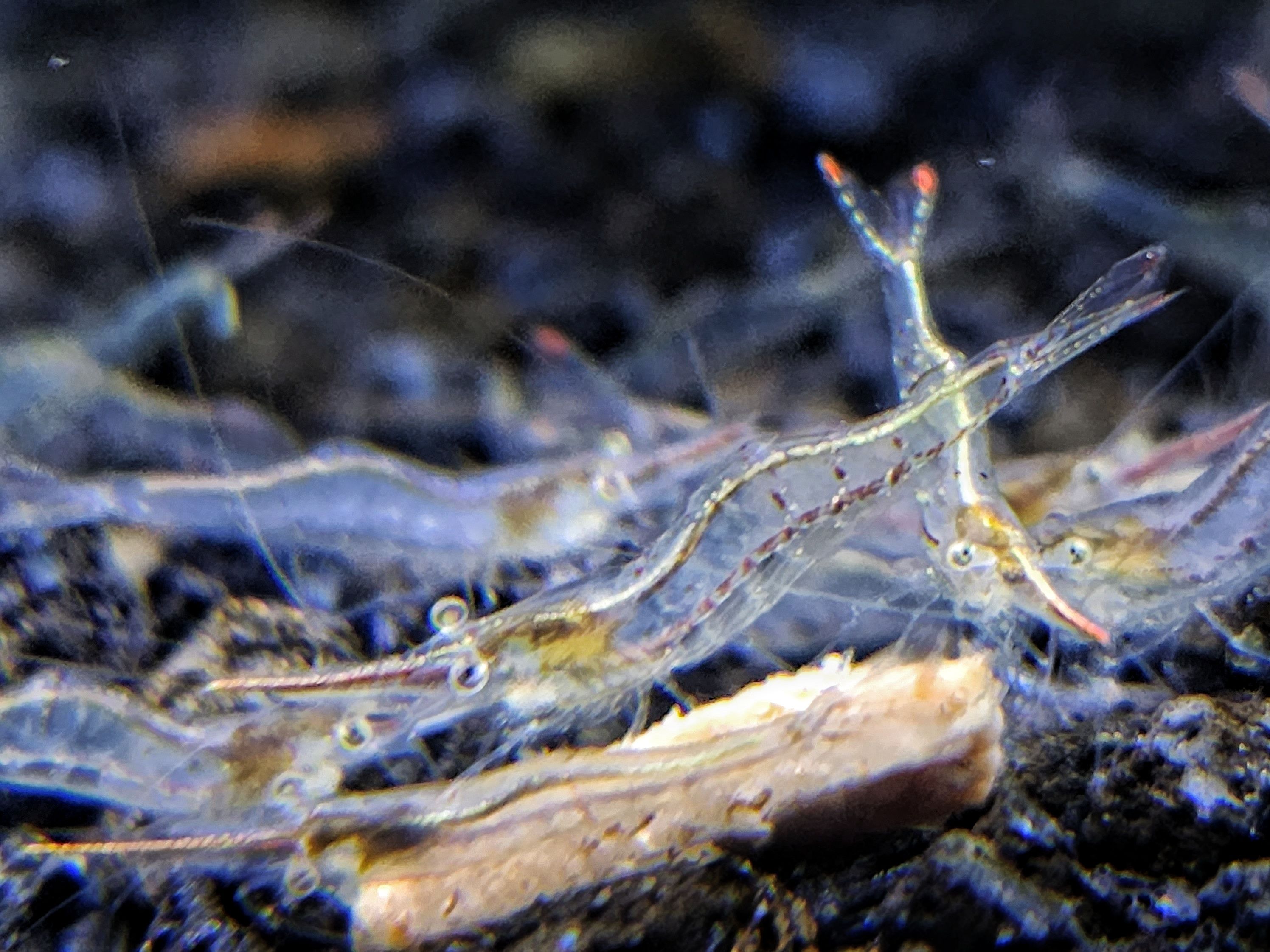 槍蝦擬真模型專區（點圖片看說明）