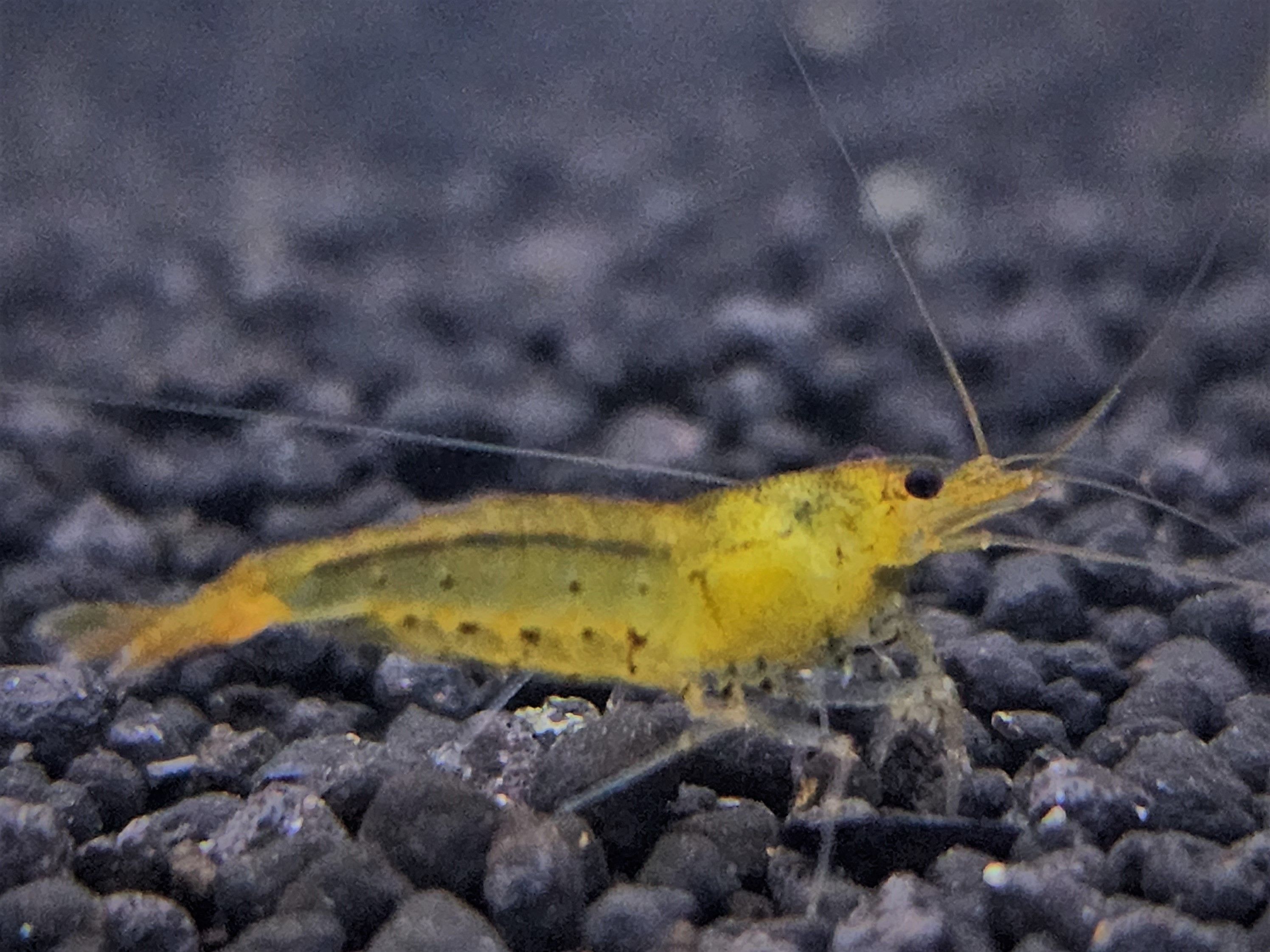 原生款水晶蝦擬真模型專區（點圖片看說明）