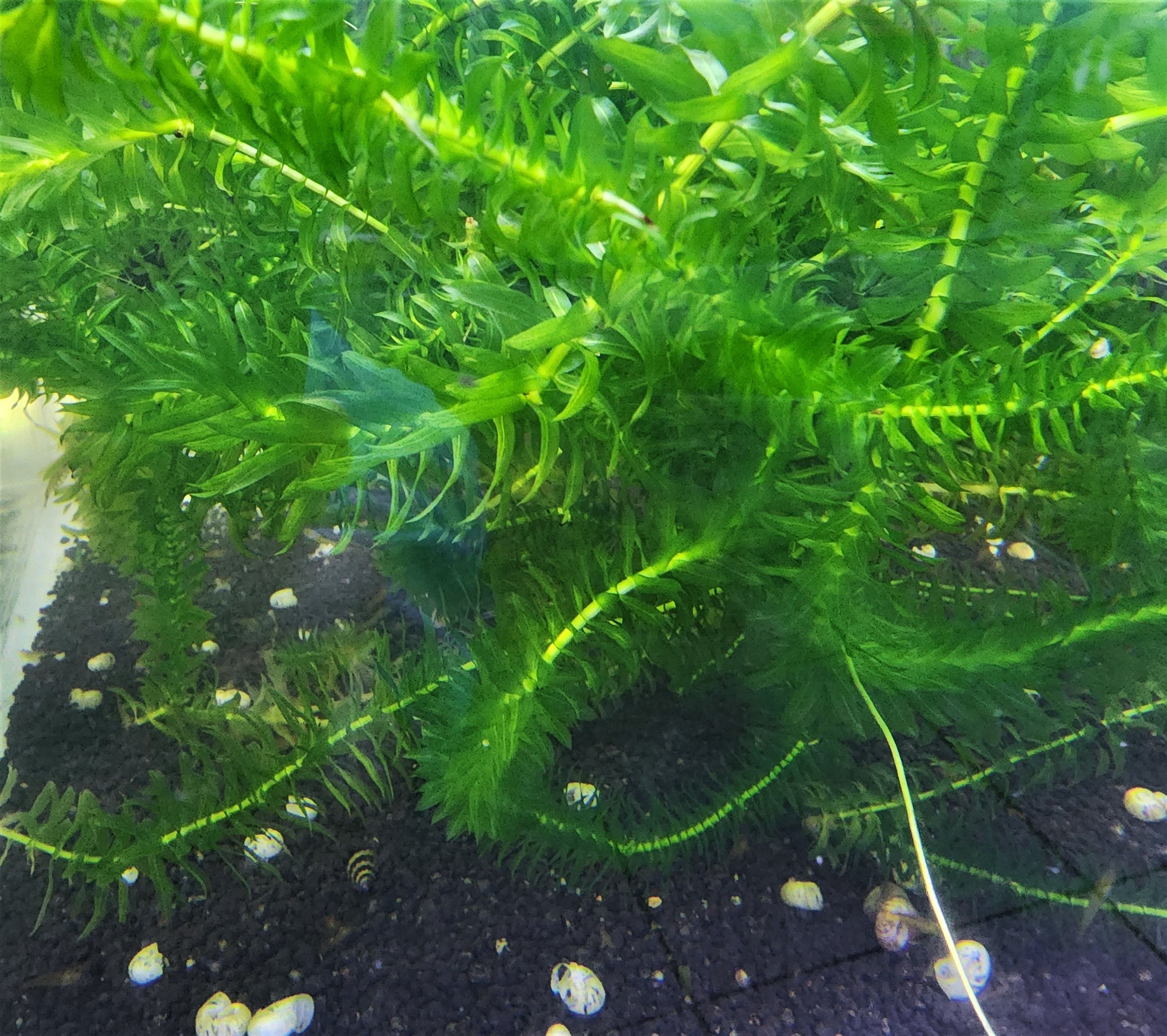 水草 裝飾景觀專區