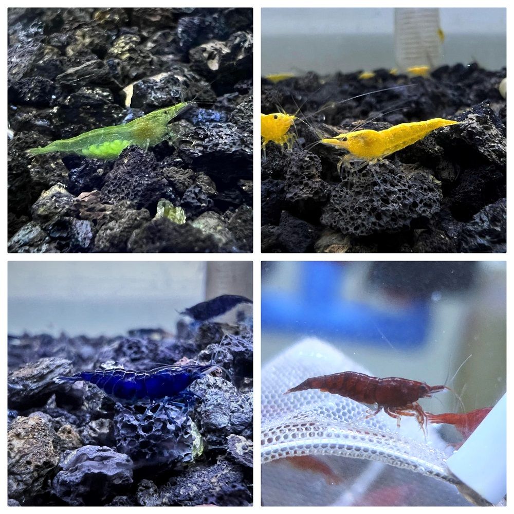 五彩米蝦擬真模型專區（點圖片看說明）