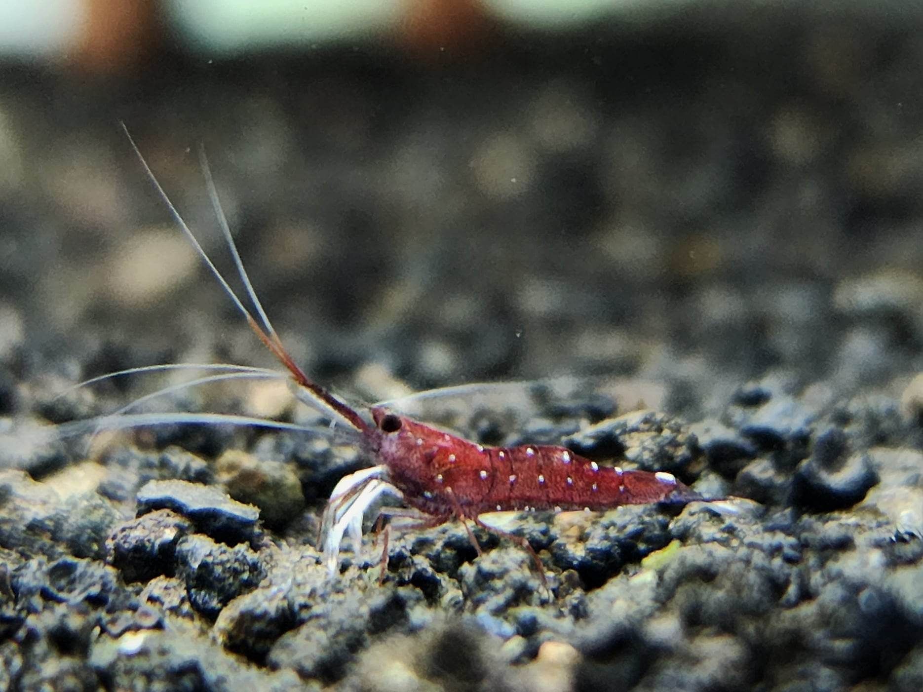 蘇蝦 蘇拉威西蝦模型專區（點圖片看說明）