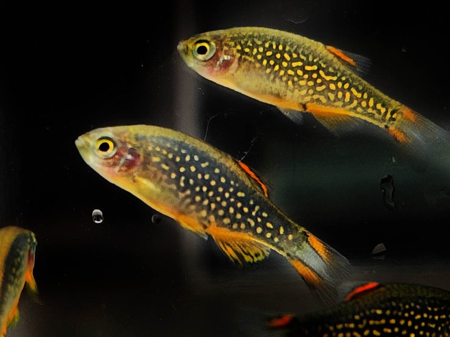 魚兒擬真模型專區（需預購）