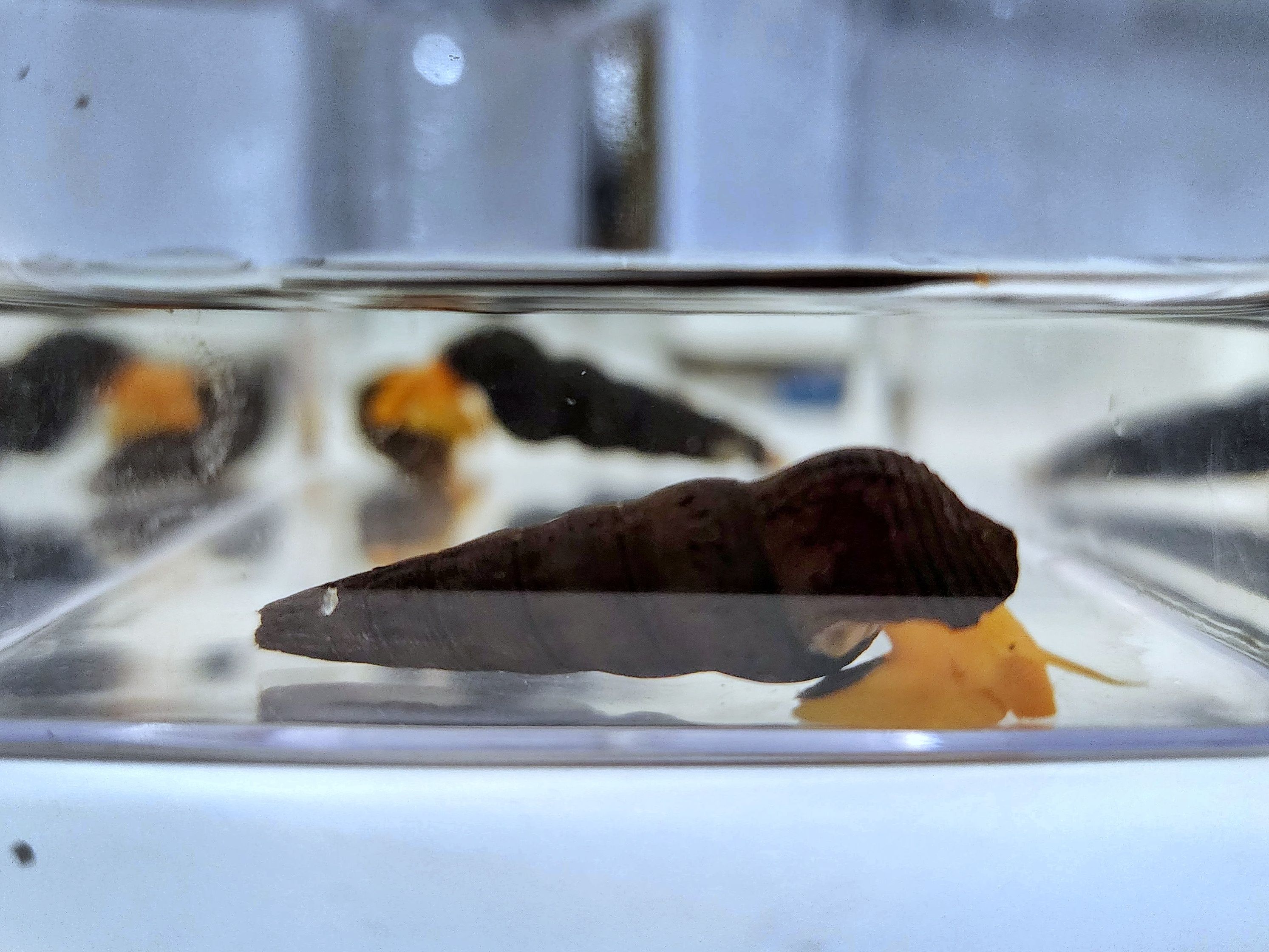 螺兒擬真模型專區（點圖片看說明）