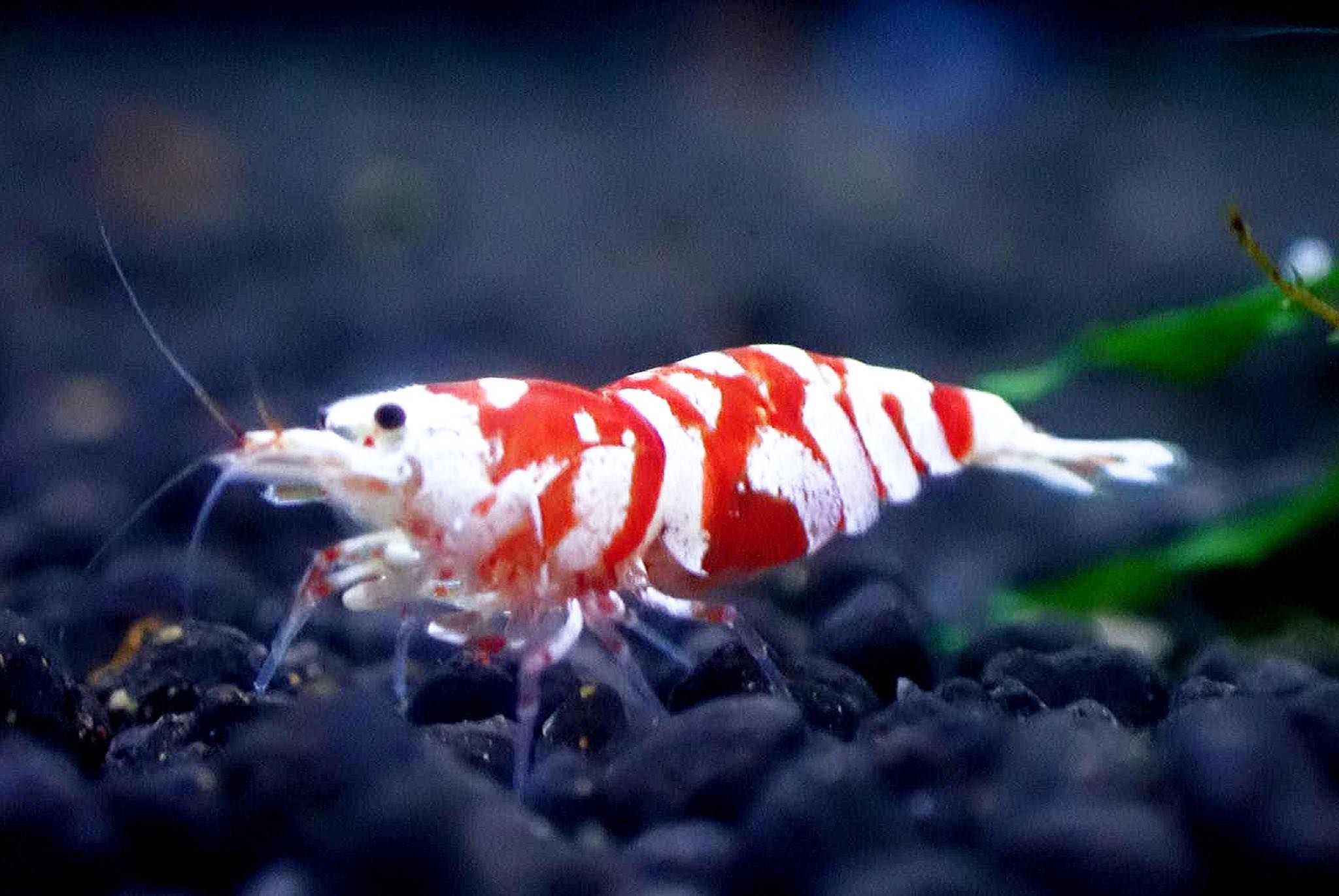 花虎系列水晶蝦擬真模型專區（點圖片看說明）