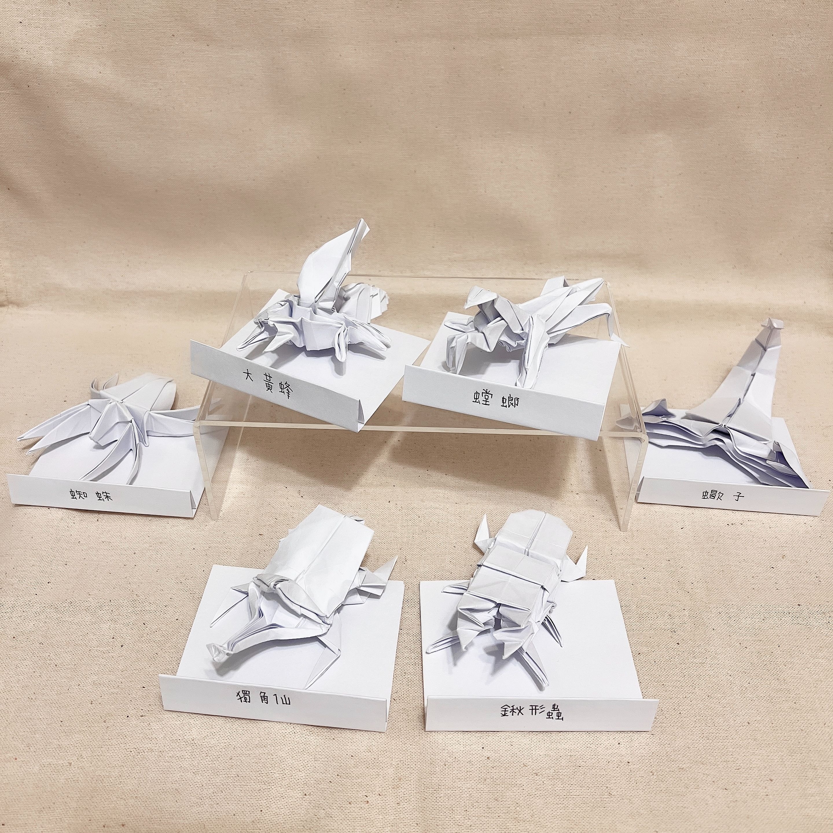 《N兔 studio X 龍王手摺紙》  立體手工摺紙 昆蟲系列-共 6 款