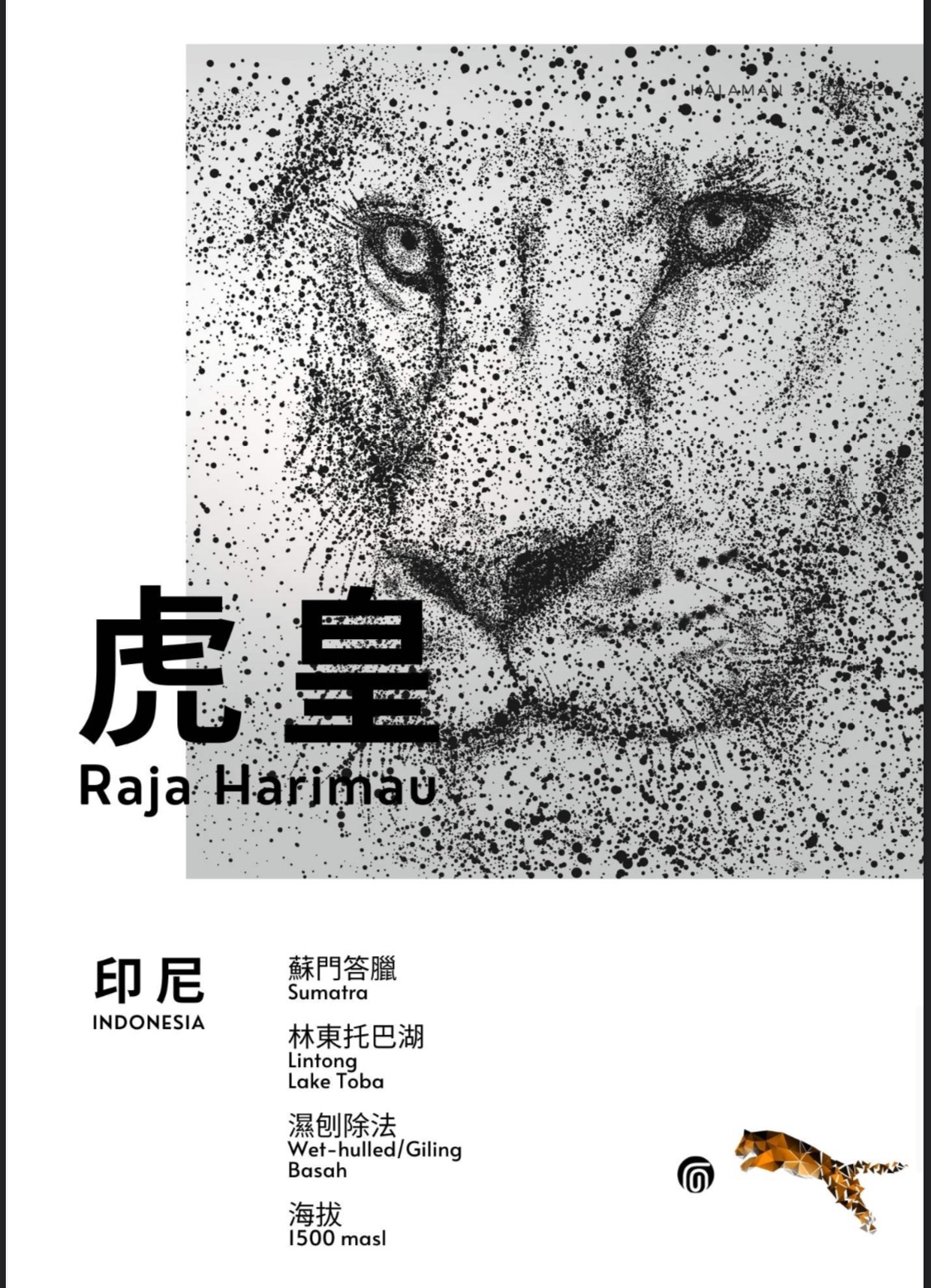 蘇門答臘 虎皇 林東曼特寧 25/01 批次