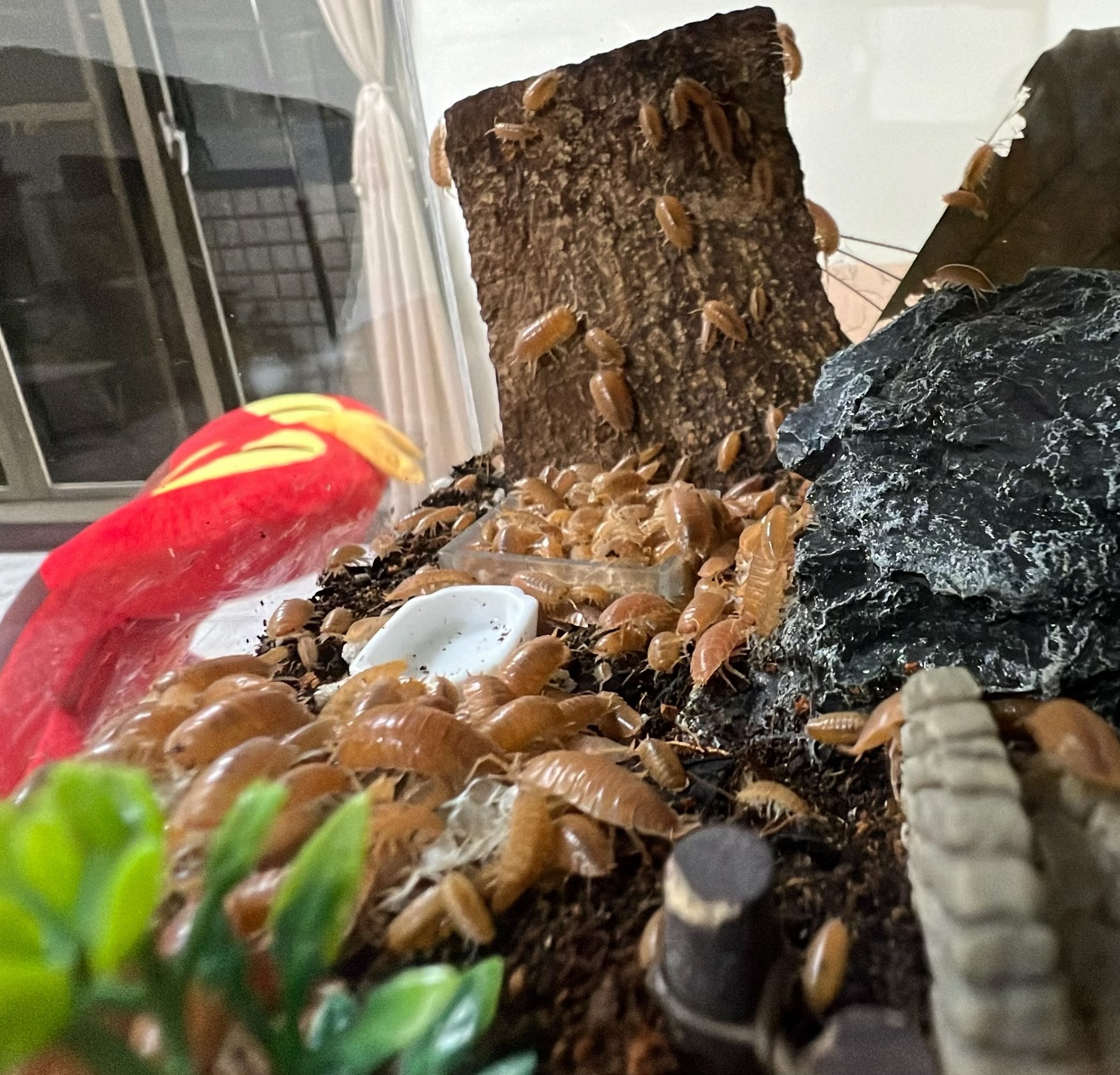 🐭富（就是蟲）