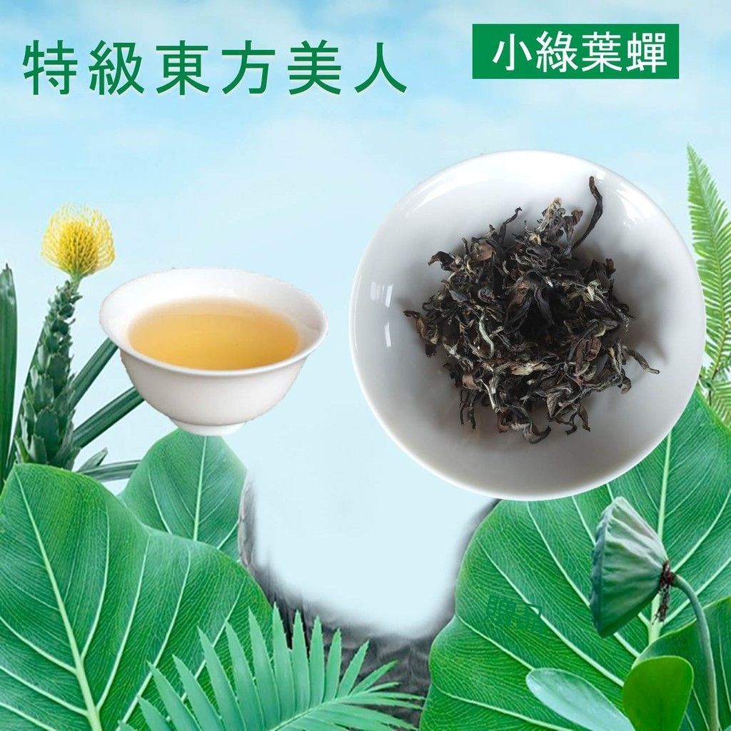坪林「文平茶園」特級東方美人茶 無噴農藥安全衛生