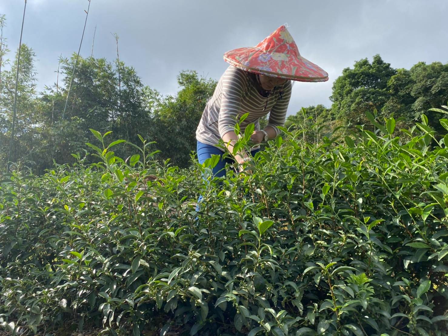 文山包種茶茶枝