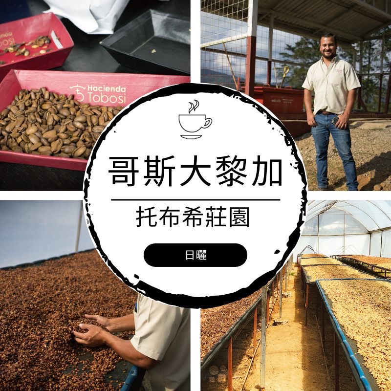 哥斯大黎加 托布希莊園 日曬