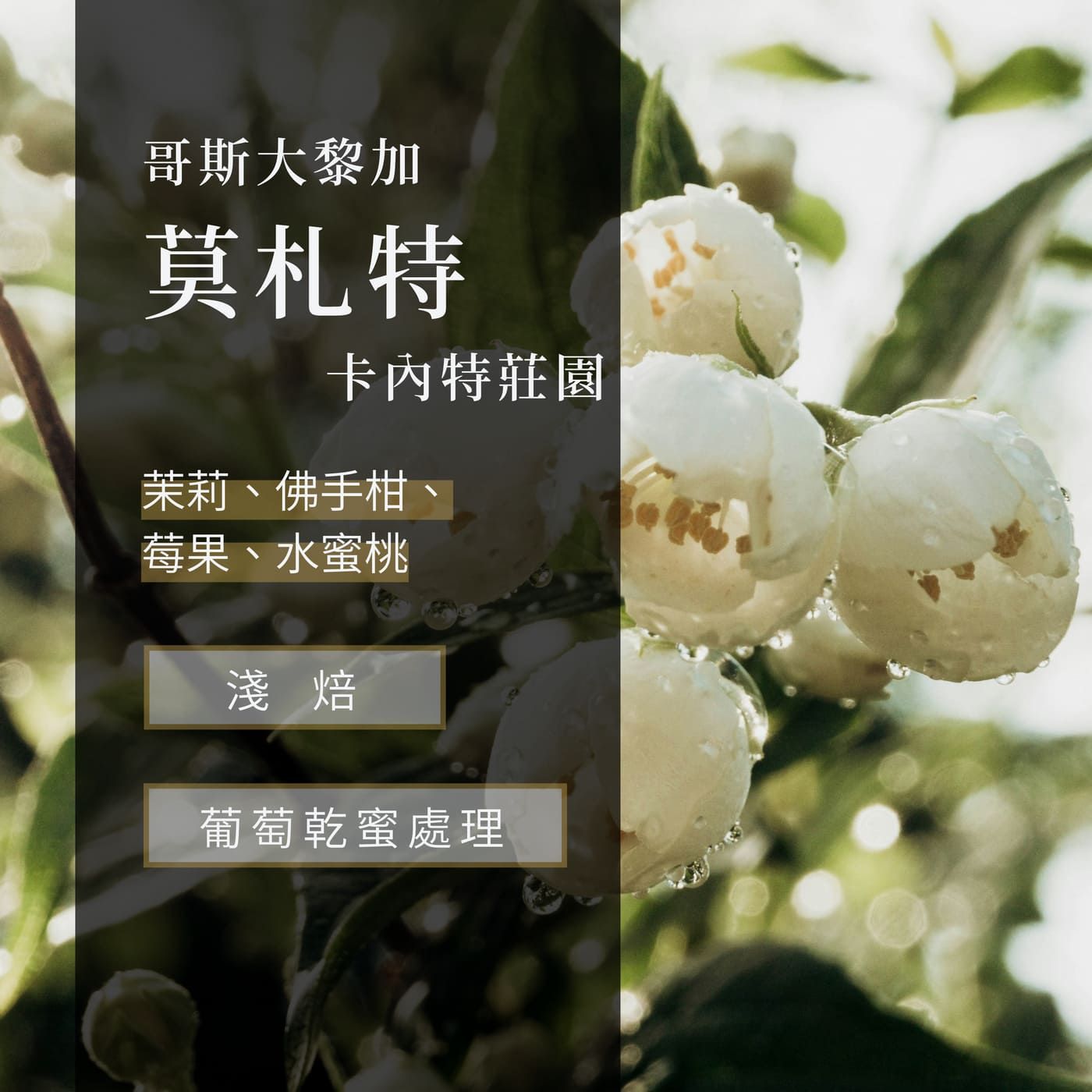 哥斯大黎加   莫札特