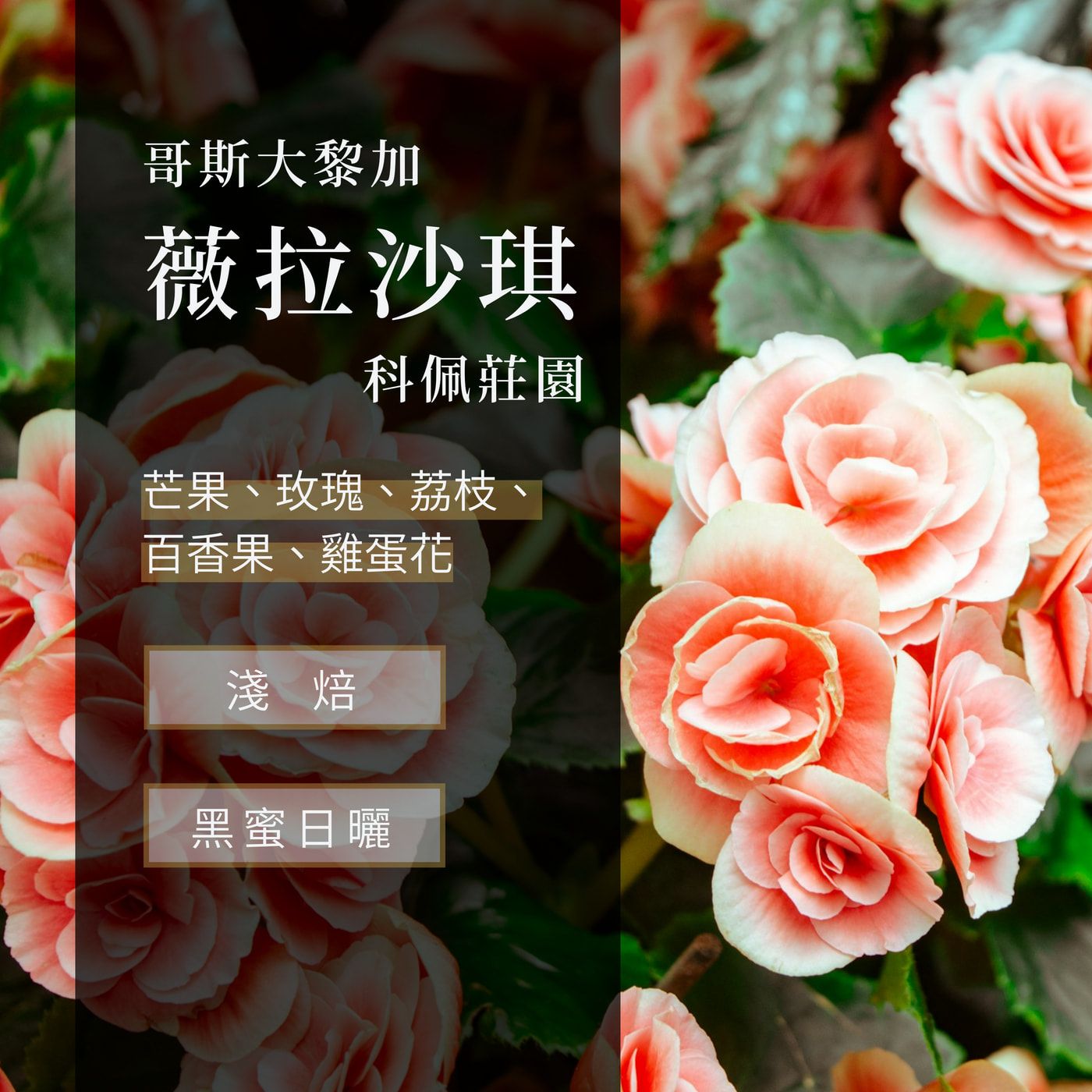 哥斯大黎加 科佩莊園 黑蜜日曬 薇拉沙琪種
