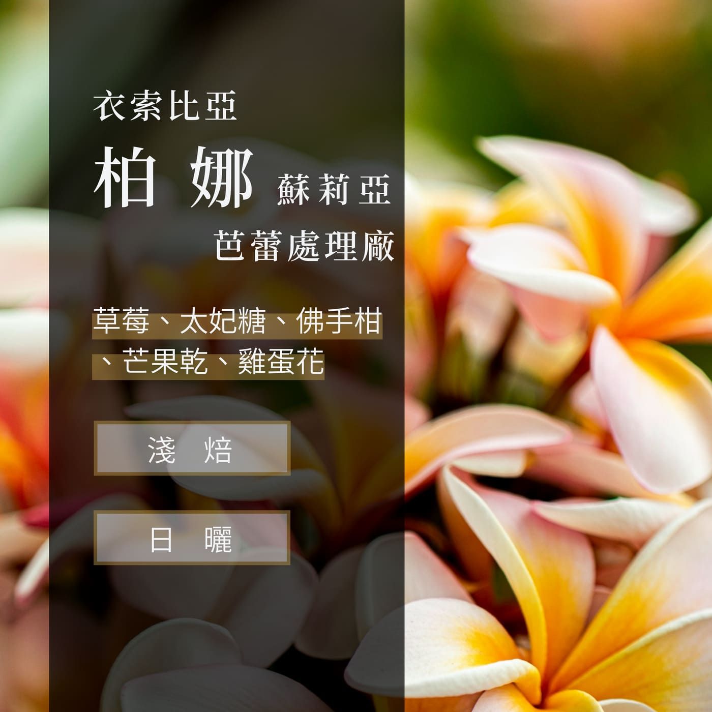 衣索比亞 日曬 西達馬 柏娜 蘇莉亞 芭蕾處理廠 G1
