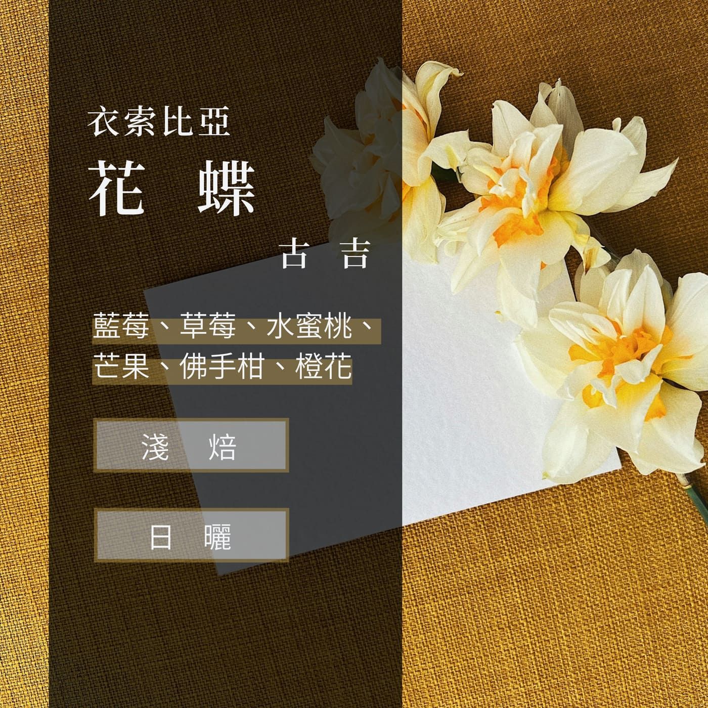 衣索比亞 古吉 罕貝拉 日曬 花蝶