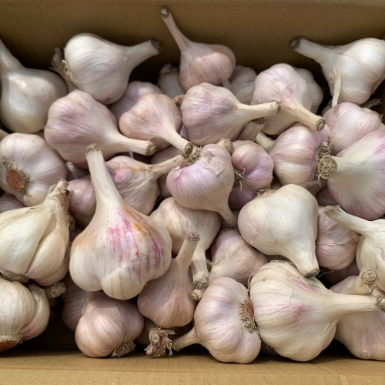 今年首批採收最新鮮蒜頭~少量種植在雲林二崙田邊 完全無農藥