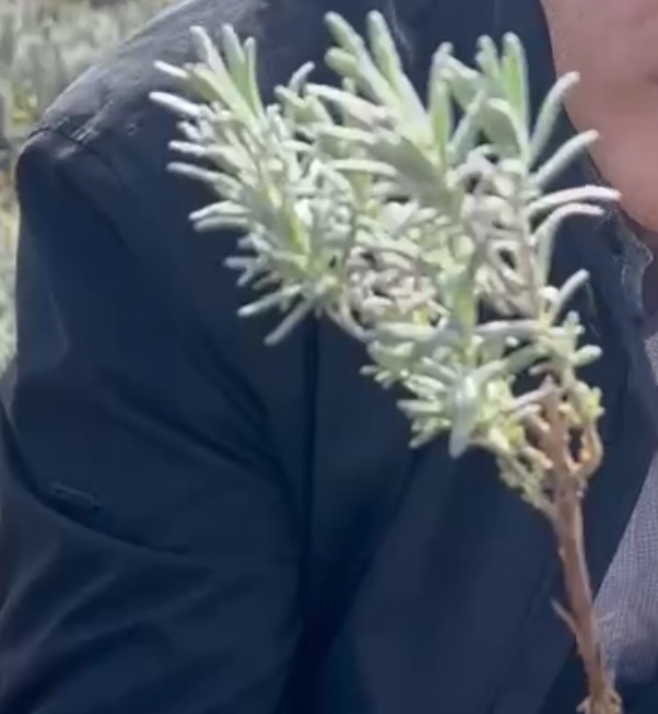 【真正薰衣草】 （產地：保加利亞）