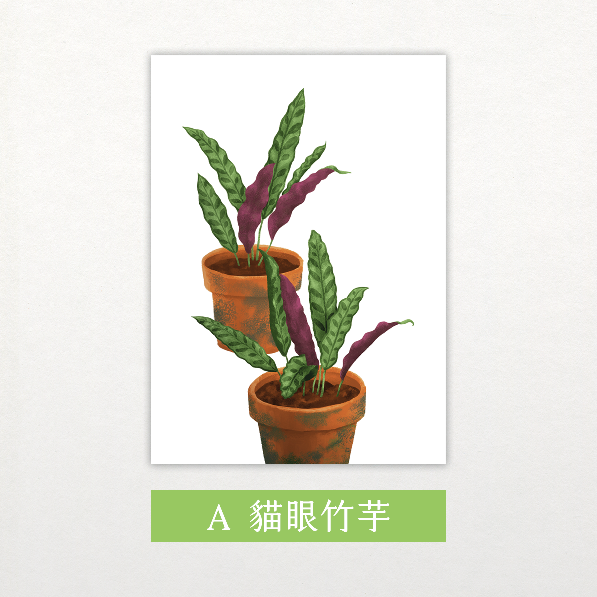 觀葉植物插畫明信片【Ａ】貓眼竹芋