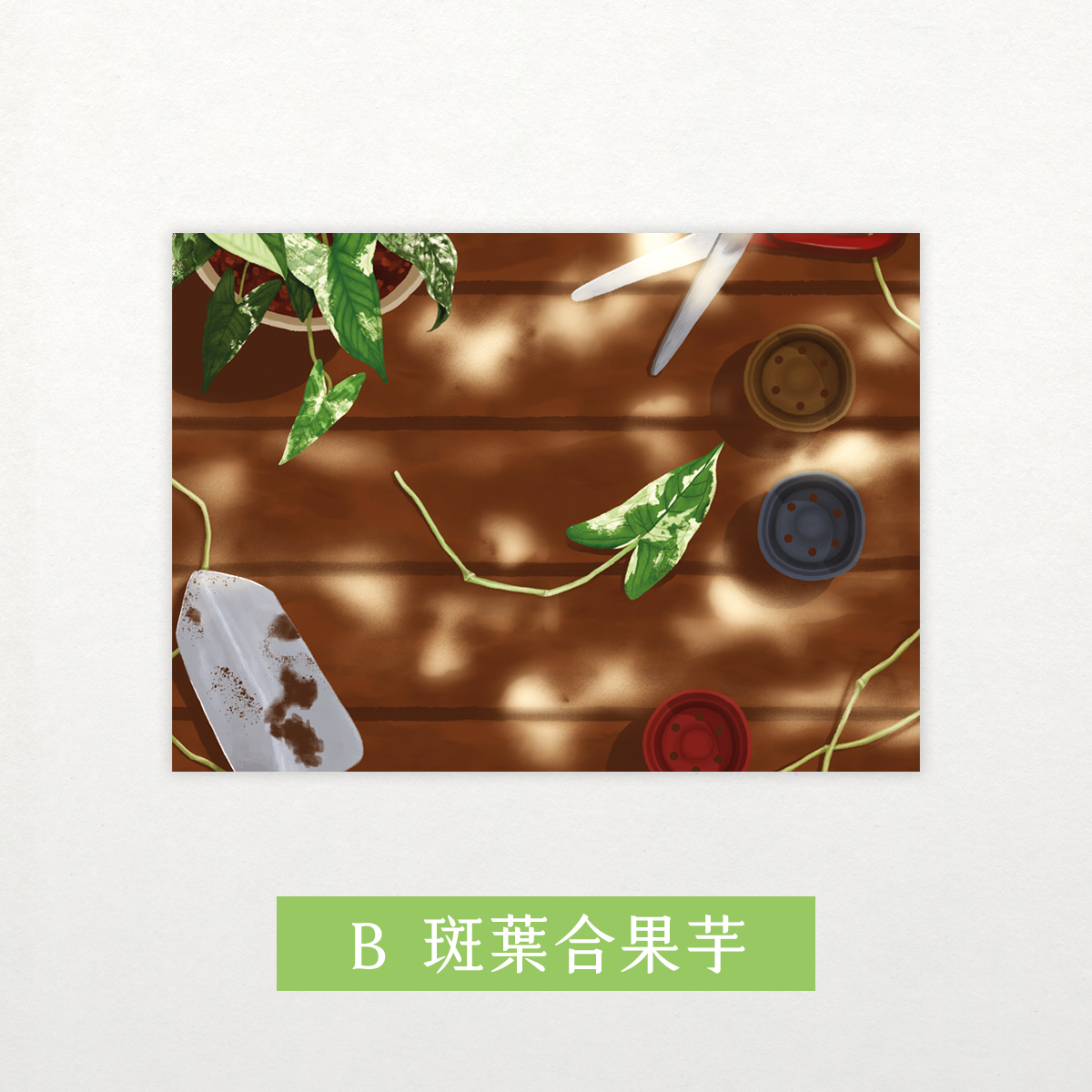 觀葉植物插畫明信片【Ｂ】斑葉合果芋