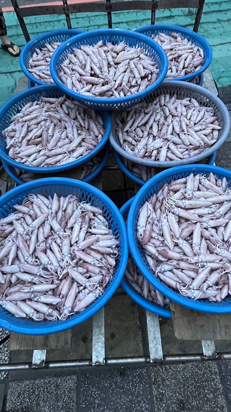 近海熟小卷