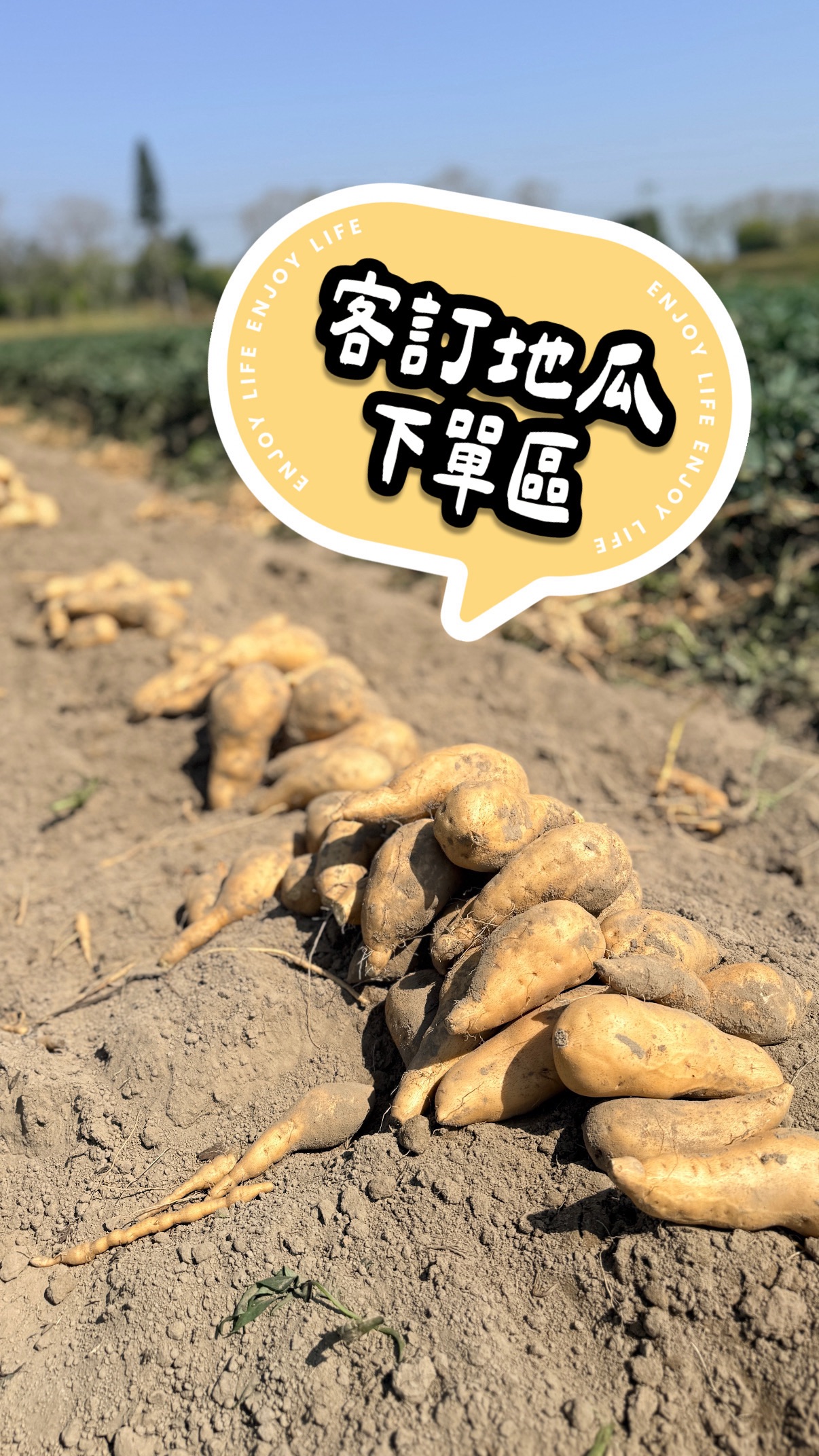 圖片 13