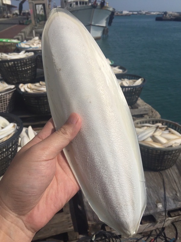 澎湖墨魚骨25公分