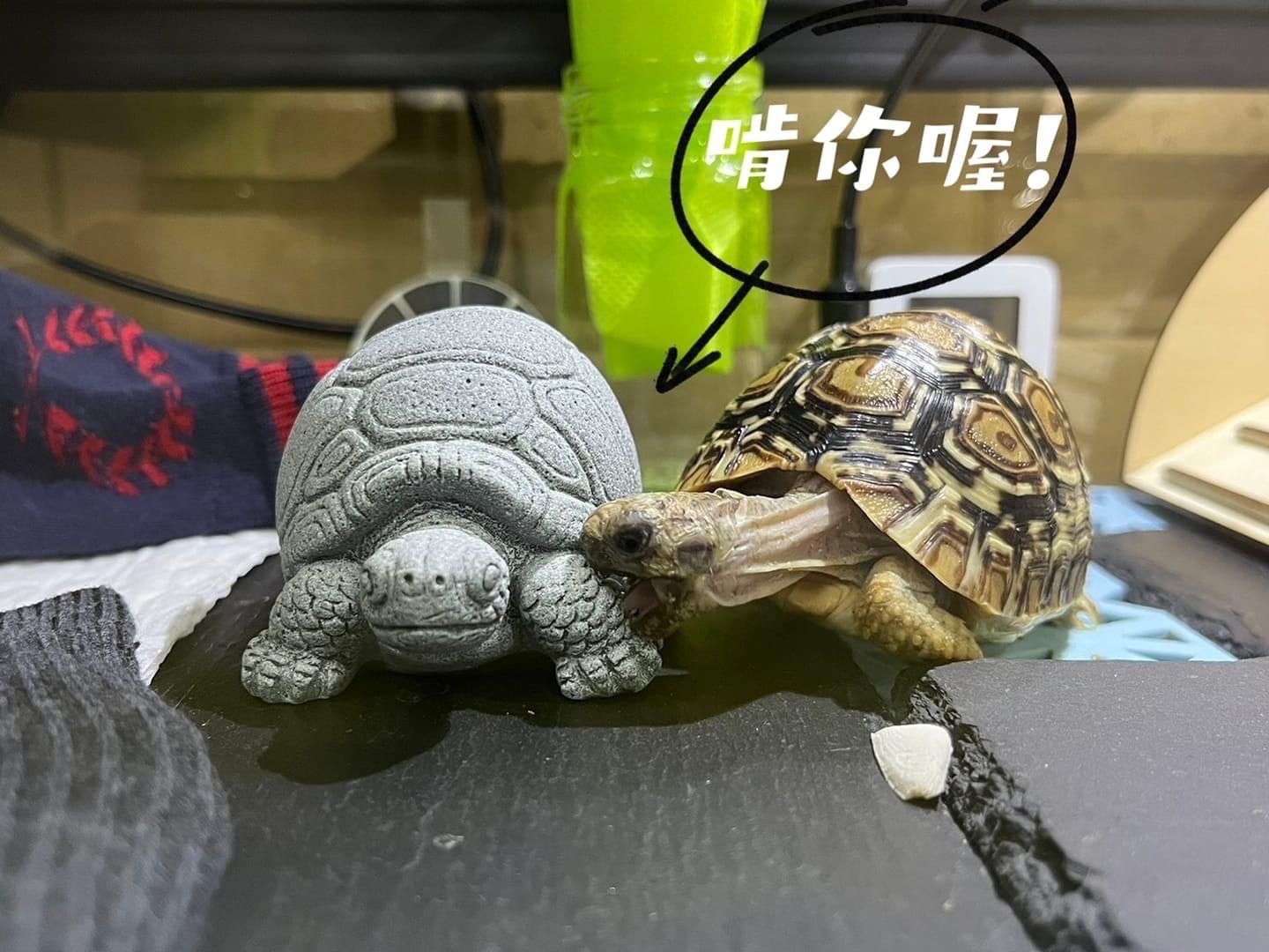 陸龜超市石岩龜