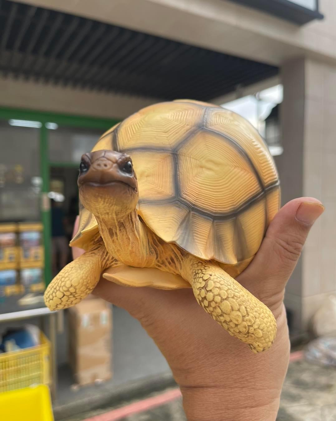 安哥洛卡寫實雕塑作品