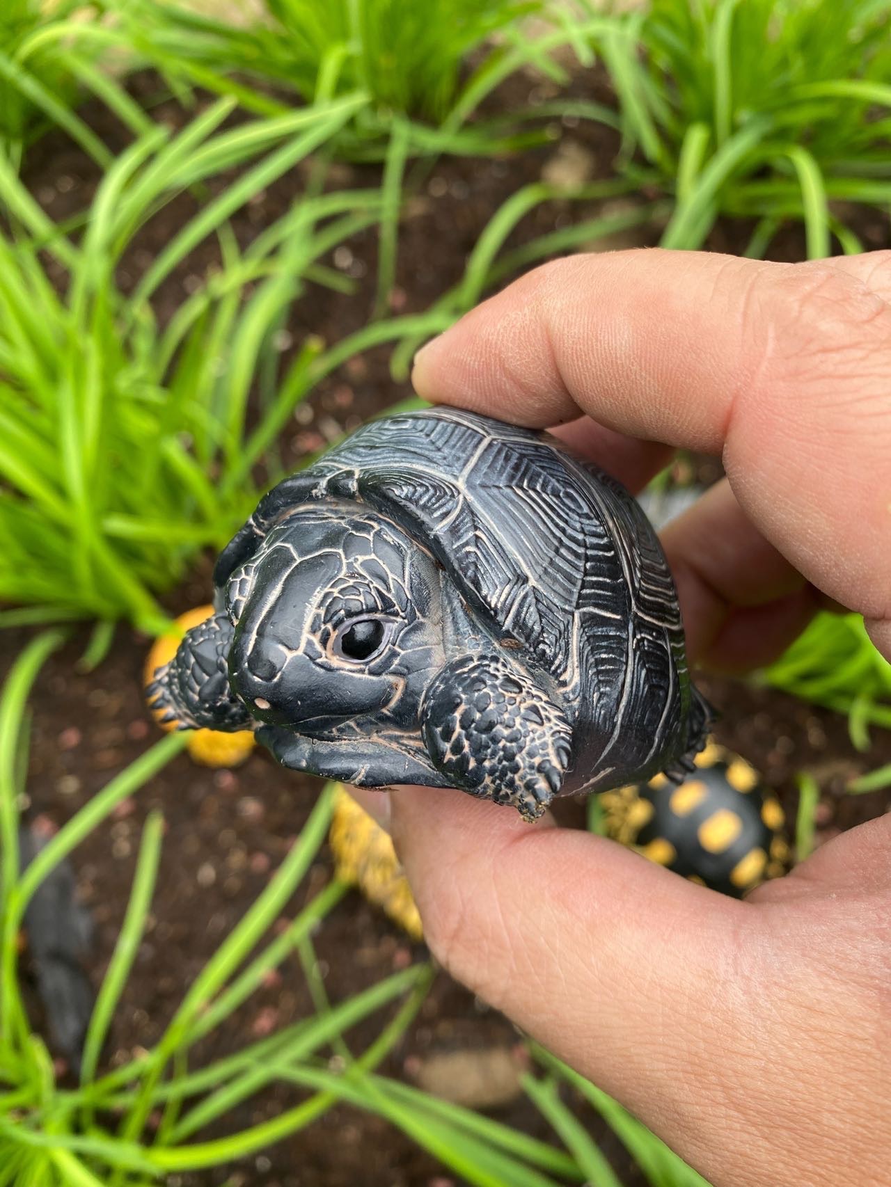 亞達，安哥萌龜