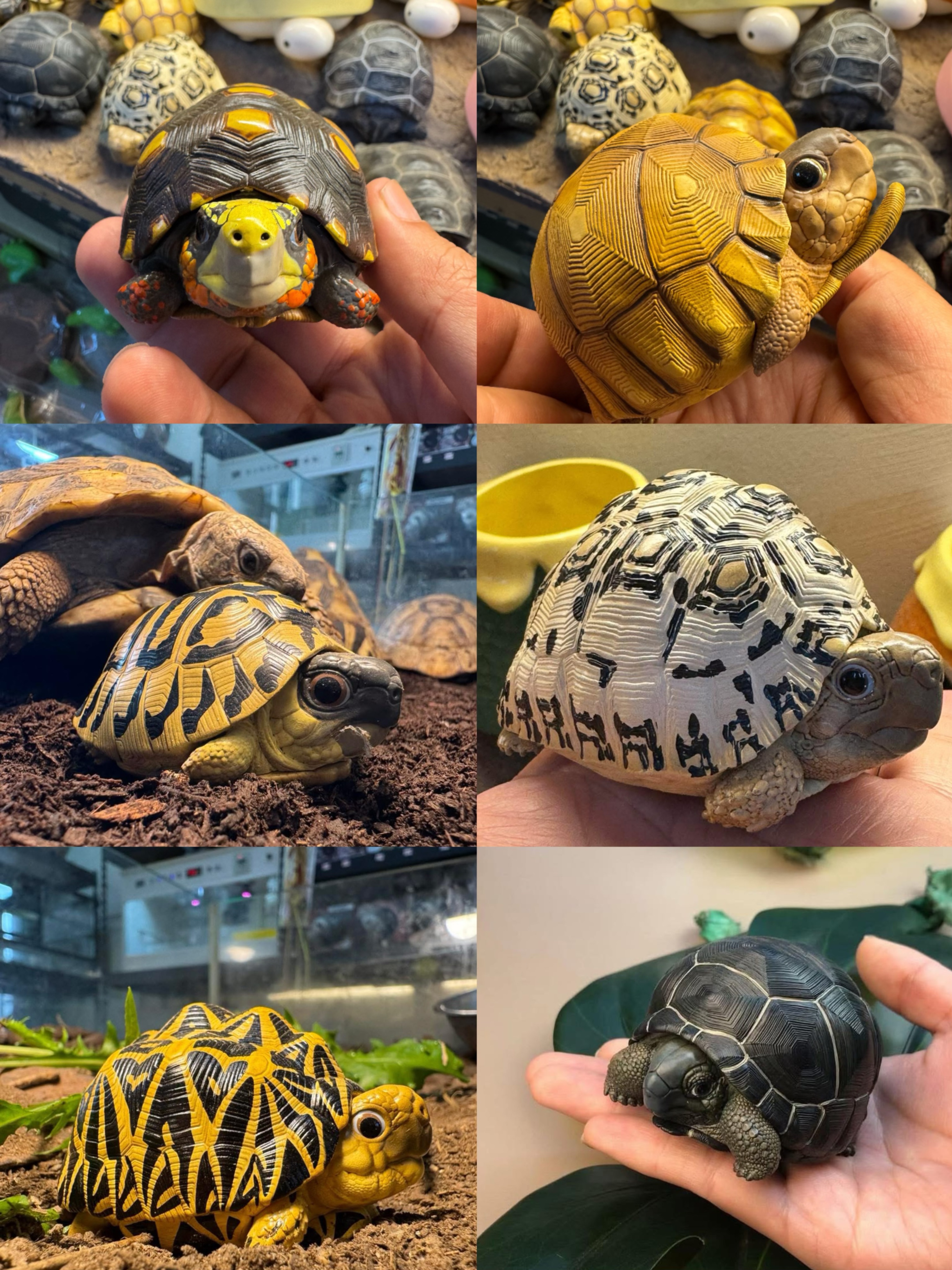 限量亞達/豹龜/星龜模型