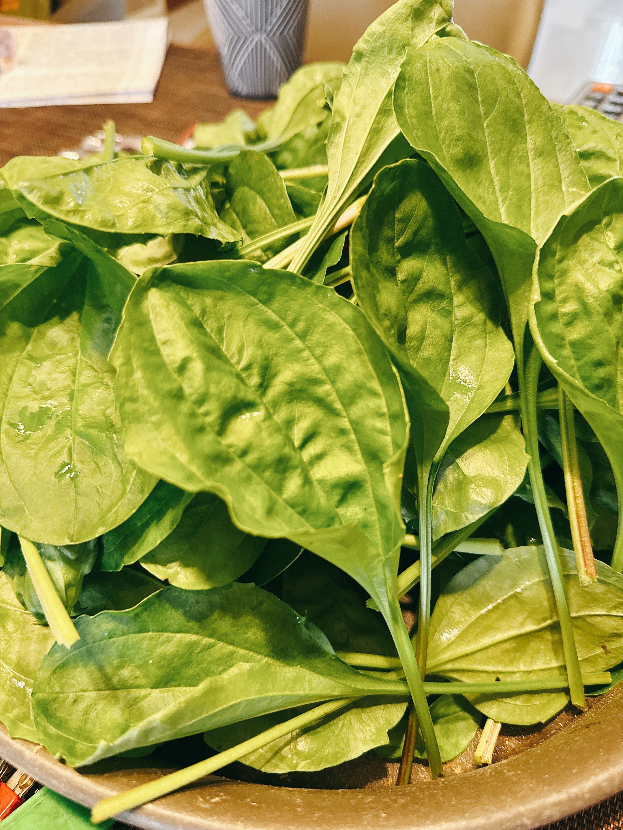 限量上市｜傑森氏大葉車前草