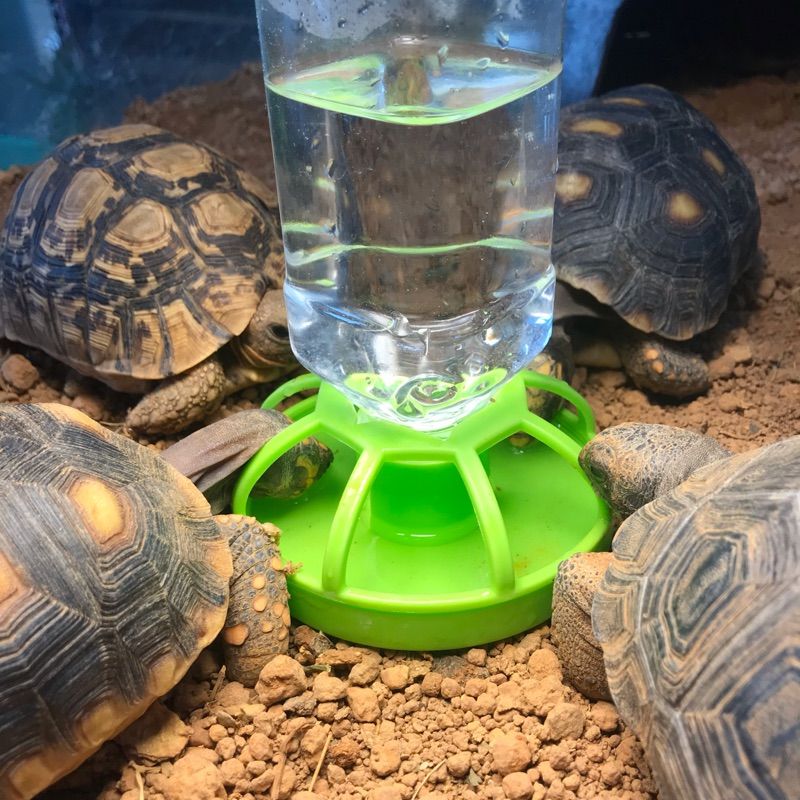 陸龜超市烏龜小水盆