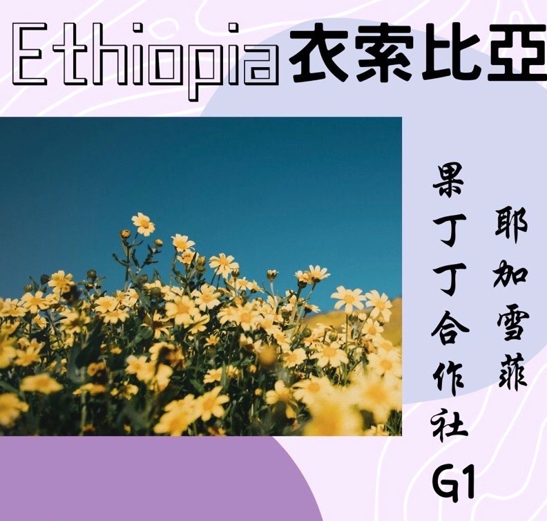 | 活動8折 |衣索比亞 ㊣ 耶加雪菲 果丁丁合作社G1 | LEWA樂沃台灣