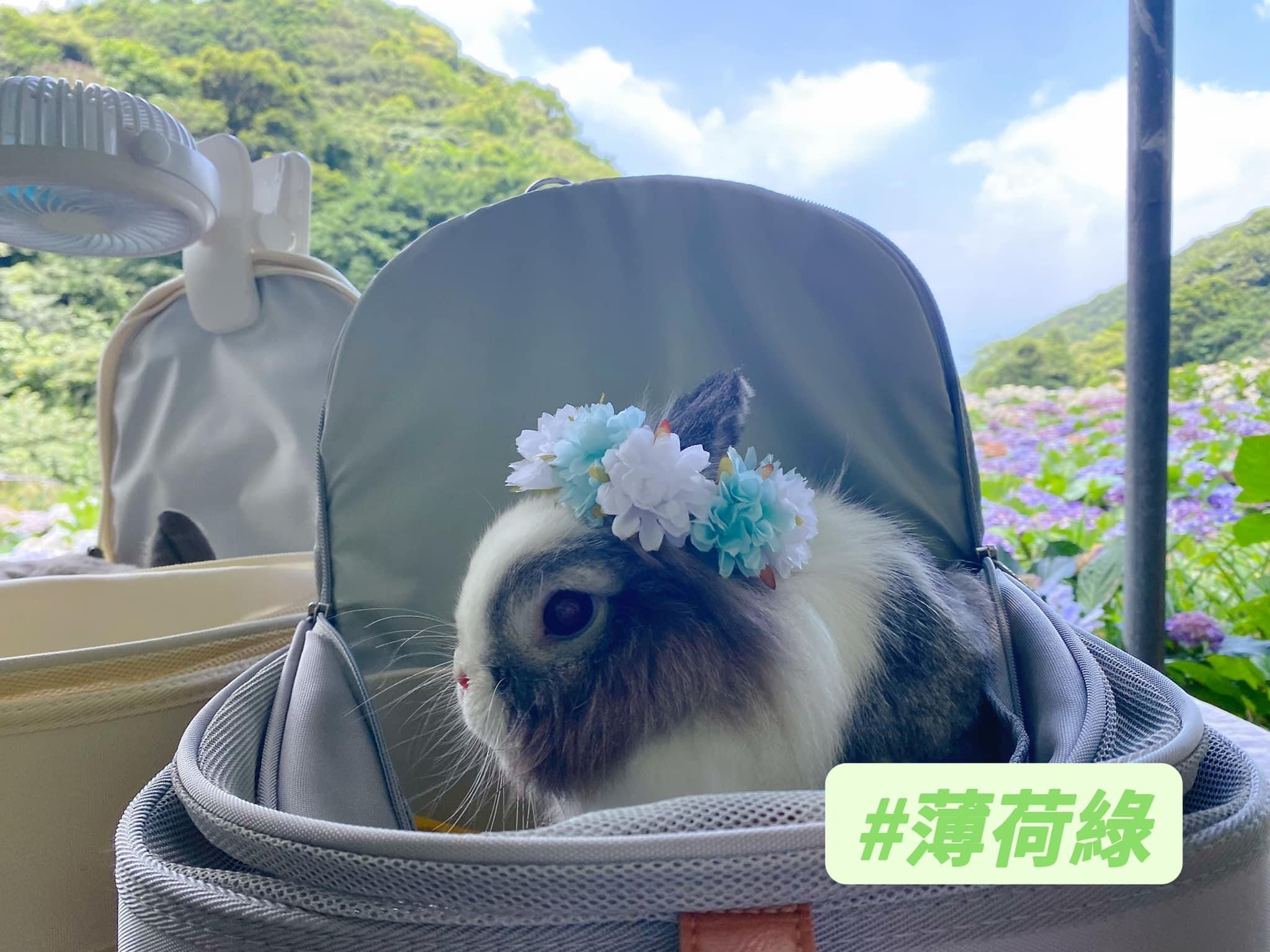 《現貨》手工繡球花圈｜８色