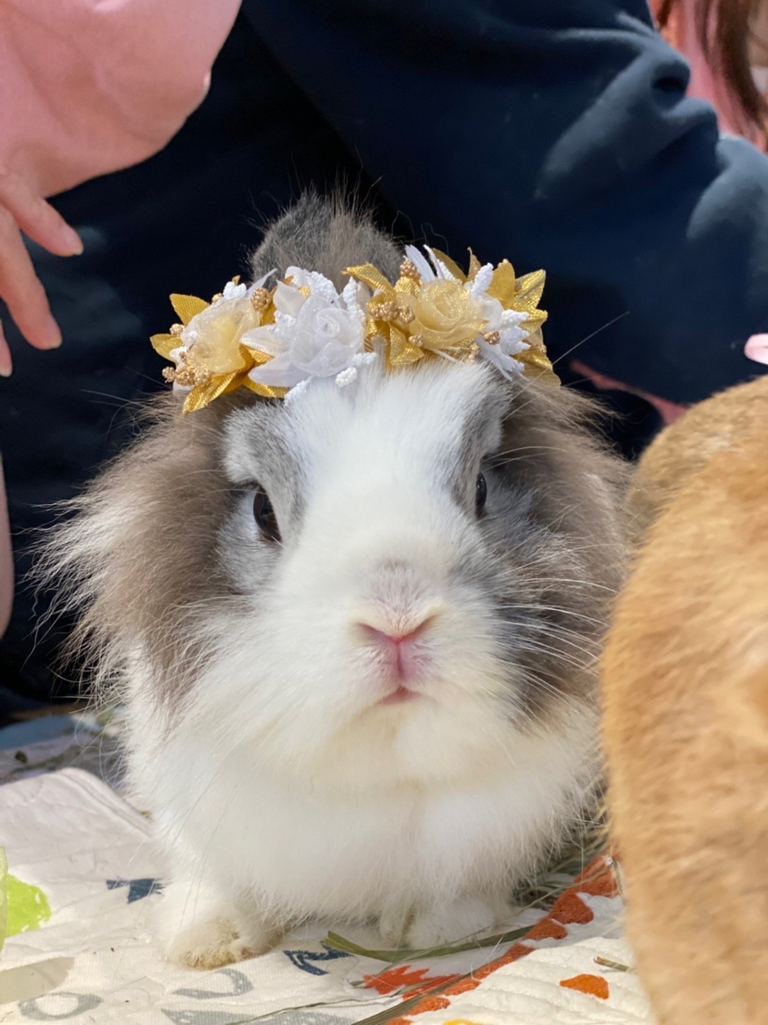 《現貨》手工皇冠花圈｜５色