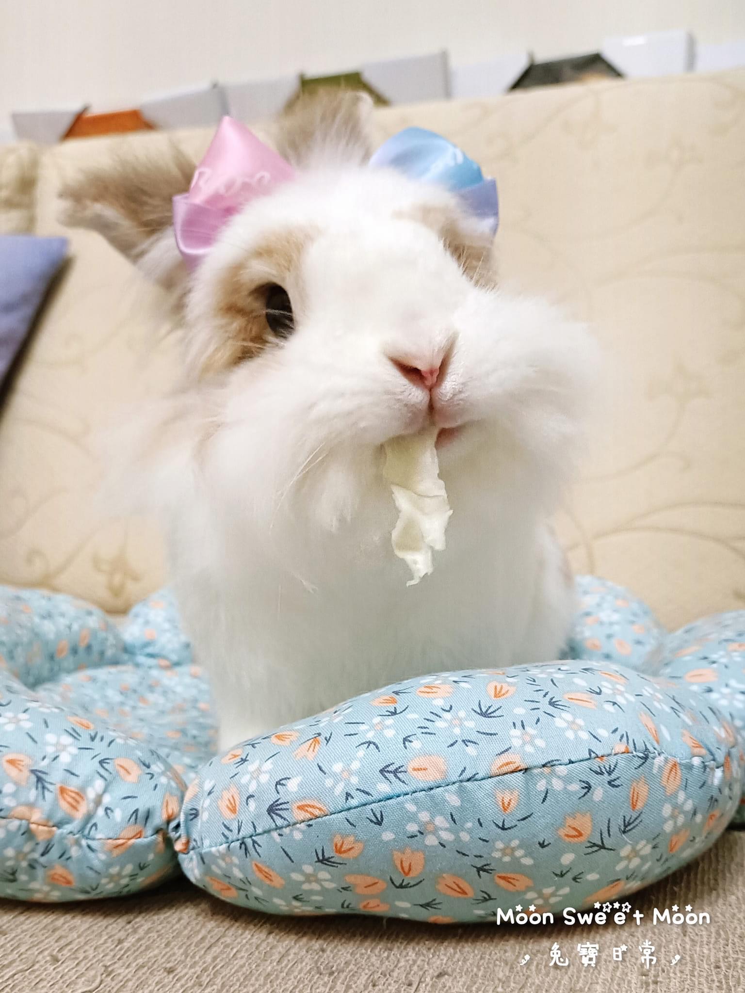 《現貨》手工製作兔寶髮窟