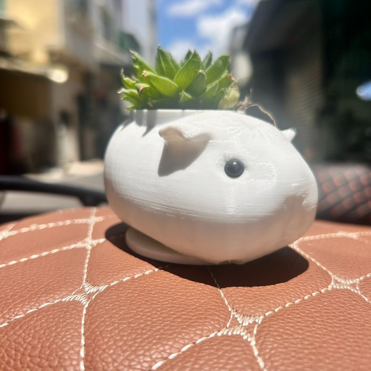 天竺鼠小盆栽 （不含植栽