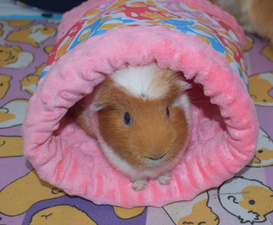 天竺鼠 隧道/睡窩