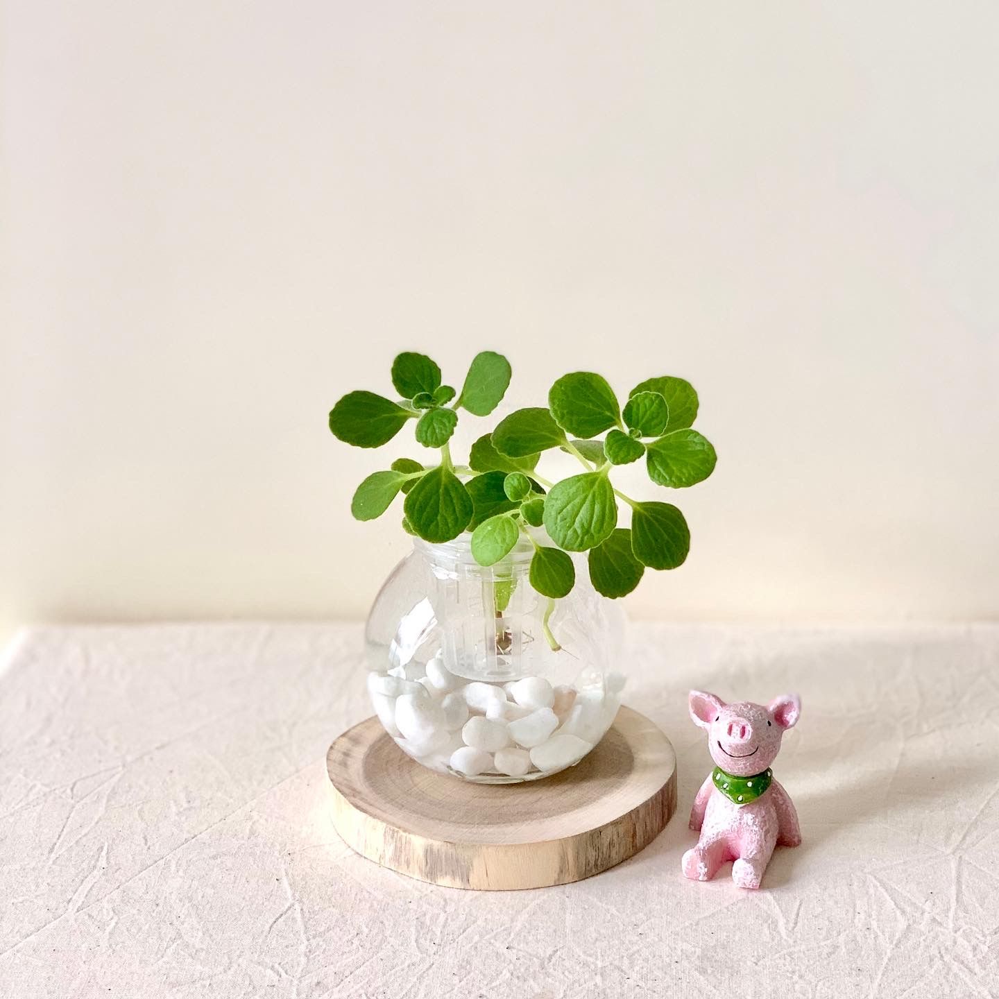 水耕左手香盆栽（含植物、玻璃瓶）水耕植物，新手植物，盆栽，居家盆栽，水耕盆栽 ，室內植物，水耕瓶，魚菜共生，香草植物