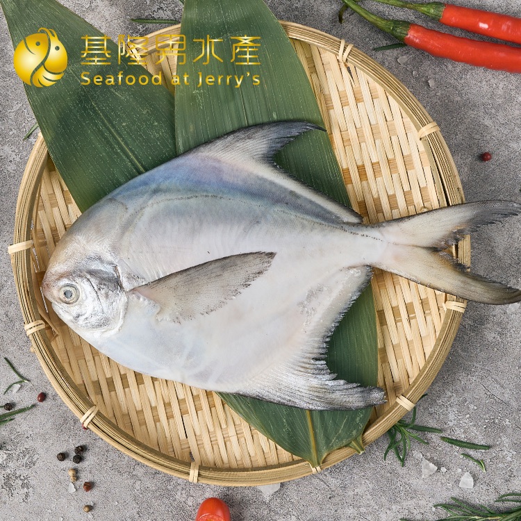 ✦基隆男水產✦ 野生白鯧