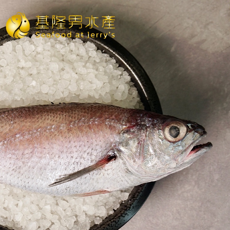 ✦基隆男水產✦ 台灣黑喉（三去）