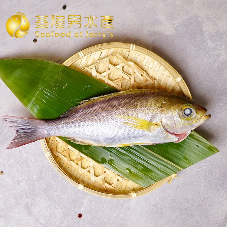 ✦基隆男水產✦ 黃雞魚