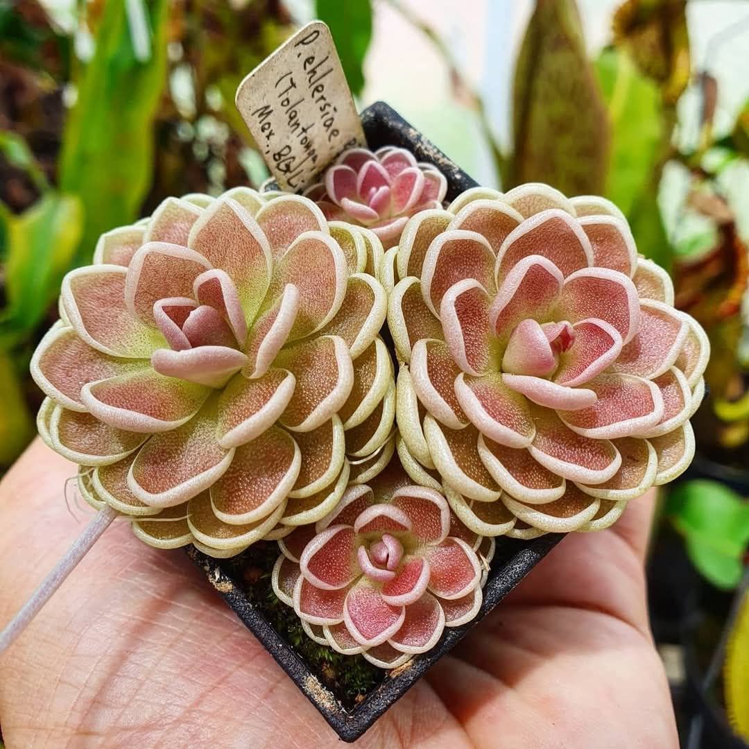 【異草堂】𝑷.𝒆𝒉𝒍𝒆𝒓𝒔𝒊𝒂𝒆 {𝒑𝒊𝒏𝒌 𝒇𝒍𝒘.} 粉花-愛勒氏捕蟲堇