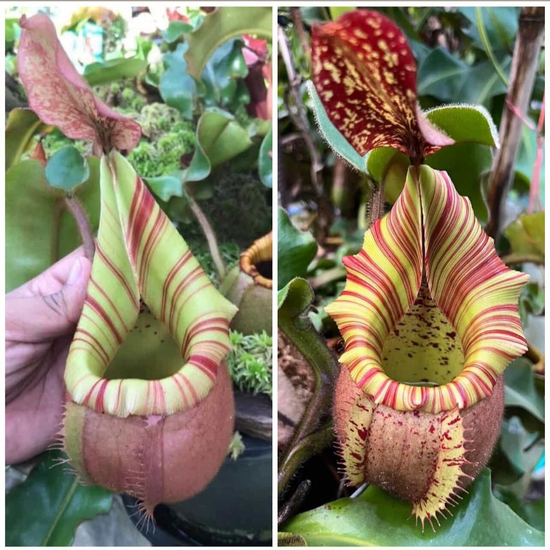 𝑵𝒆𝒑𝒆𝒏𝒕𝒉𝒆𝒔 𝒗𝒆𝒊𝒕𝒄𝒉𝒊𝒊 矮瓶雙雄🗿 🤫🧏‍♂️