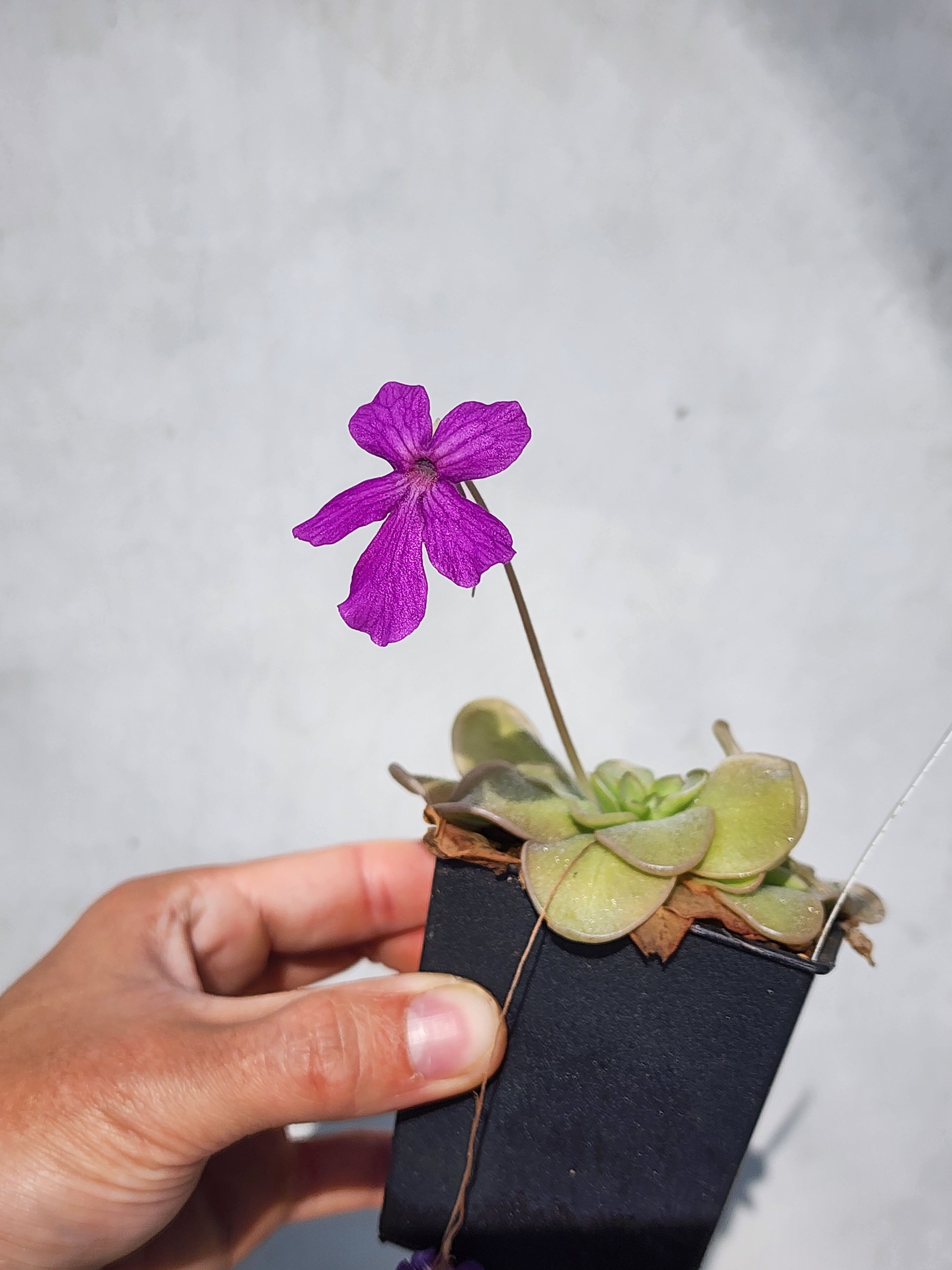 【異草堂】𝑷.𝒉𝒆𝒎𝒊𝒆𝒑𝒊𝒑𝒉𝒚𝒕𝒊𝒄𝒂 𝒙 𝒍𝒂𝒖𝒆𝒂𝒏𝒂 𝑷𝑬