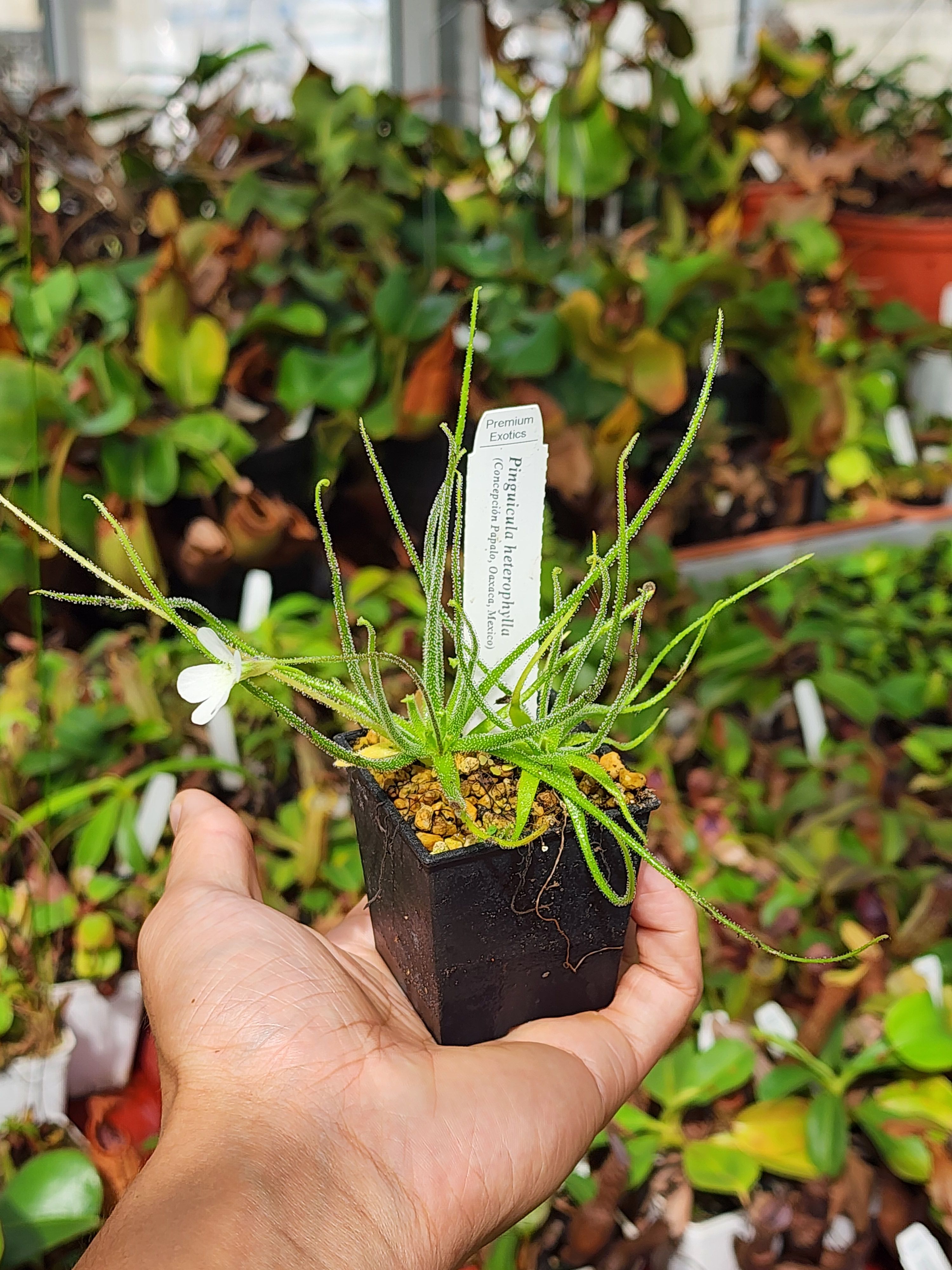 【異草堂】𝑷𝒊𝒏𝒈𝒖𝒊𝒄𝒖𝒍𝒂 𝒉𝒆𝒕𝒆𝒓𝒐𝒑𝒉𝒚𝒍𝒍𝒂